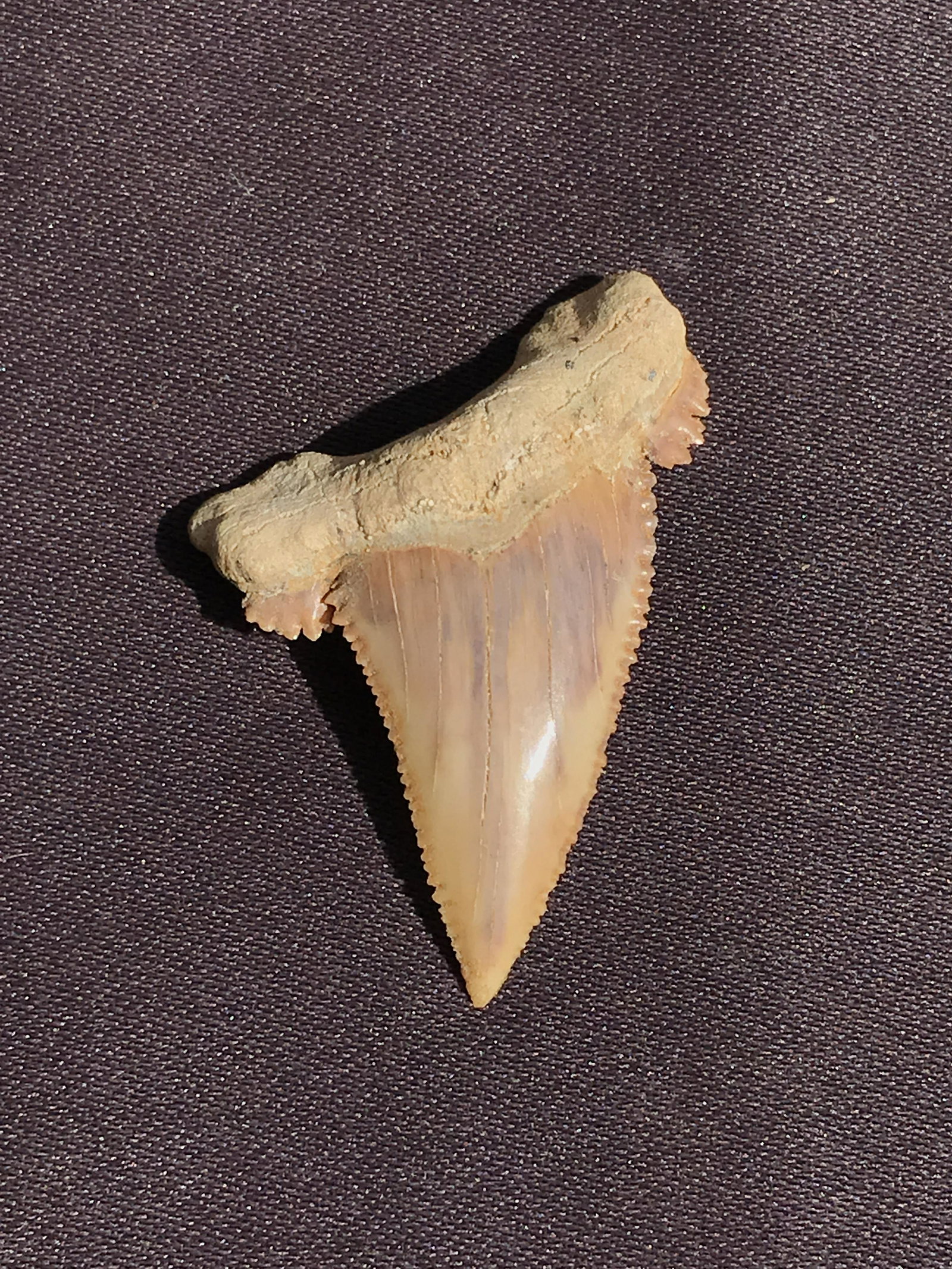 Shark, Fossil, Natural, Collectible, Specimen, Tooth: Fossil Pygmy Great White Shark Tooth Paleocardon orientalis Morocco