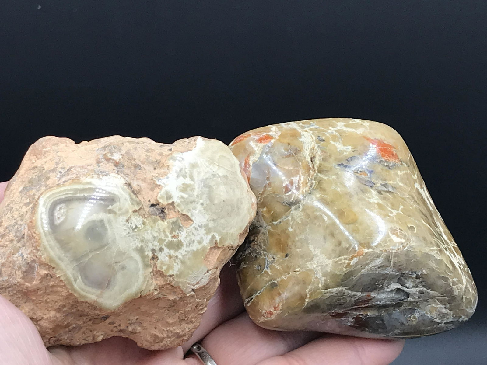 Dinosaur, Fossil, Natural, Collectible, Specimen, Coprolite: 2 Coprolites (Fossil Dung) 1 Tumbled, 1 Polished Faces.