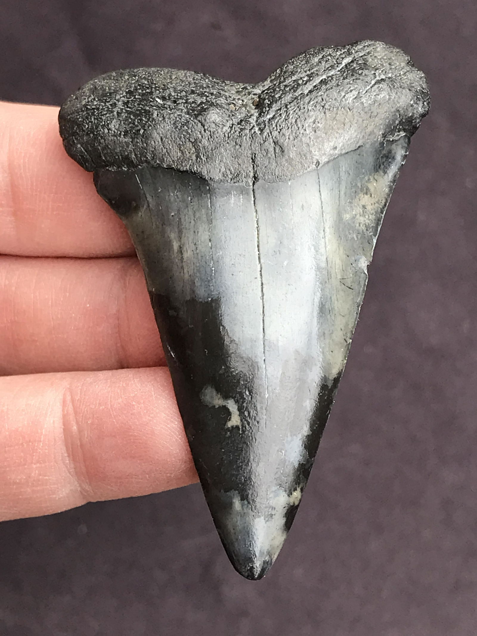 Shark, Fossil, Natural, Collectible, Specimen, Tooth: Fossil Mako Tooth Isurus Hastalis 5 M.Y.O. South Carolina 2.34"