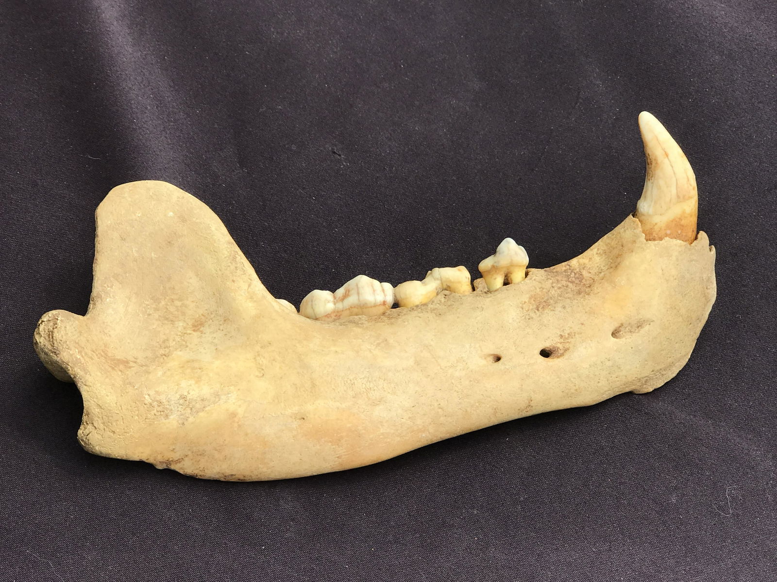 Cave Bear, Fossil, Natural, Collectible, Specimen, Tooth: Fossil Cave Bear Teeth and Jaw Ursus Spaeleous 25,000 Years Old Romania