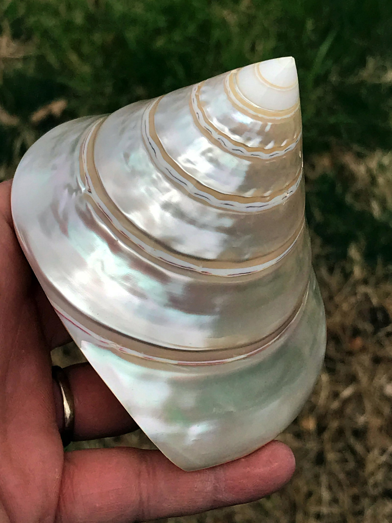 Seashell, Ocean, Beach, Natural, Decor, Collectible, Specimen (1 of 4)