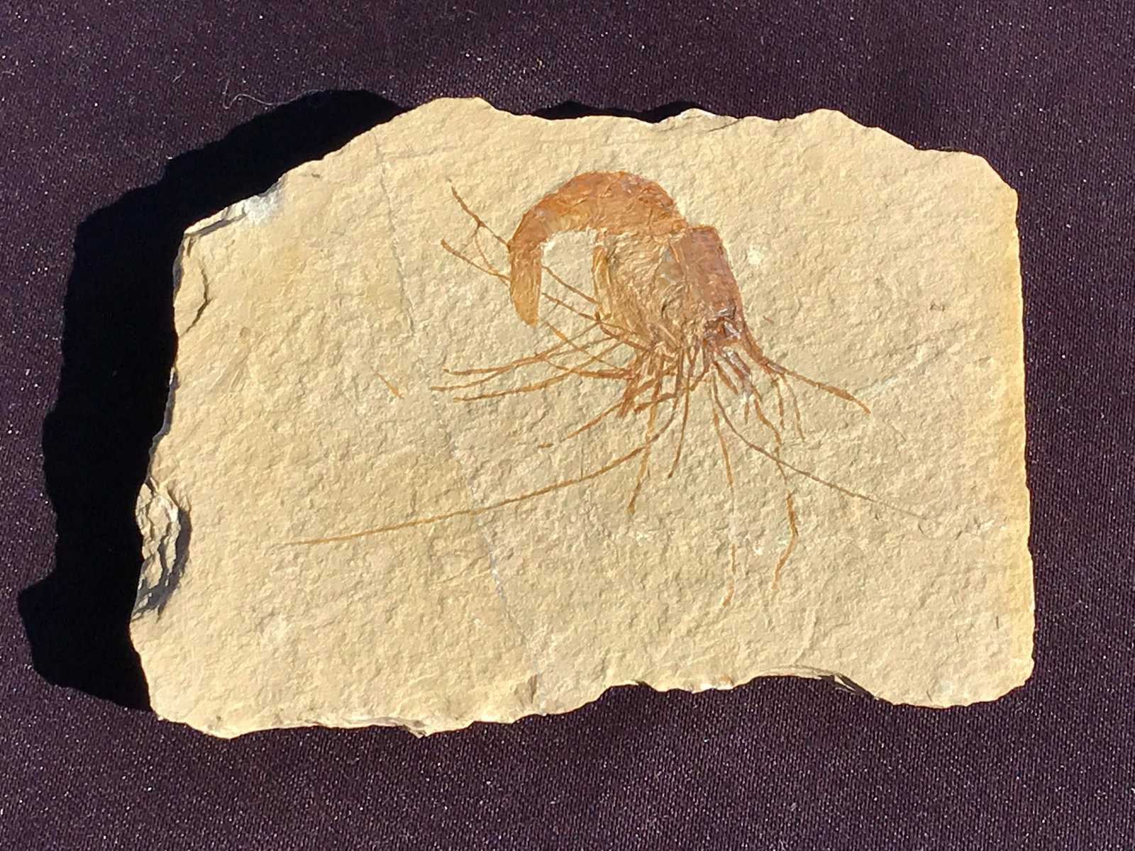 Shrimp, Fossil, Rock, Natural, Decor, Collectible, Specimen: Fossil Shrimp Carpoponeous Cretaceous 100 M.Y.O. Hakel Lebanon