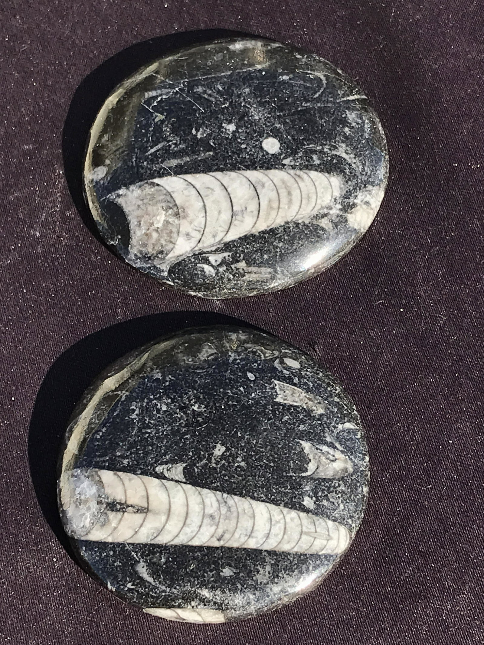 Orthoceras, Fossil, Rock, Natural, Decor, Collectible, Paperweight: Orthoceras 2 Paperweights