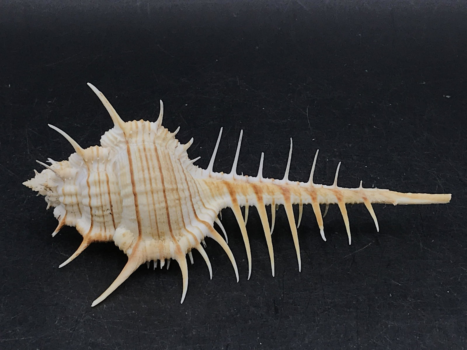 Seashell, Ocean, Beach, Natural, Decor, Collectible, Specimen: Murex troschelli with Operculum Phillipines