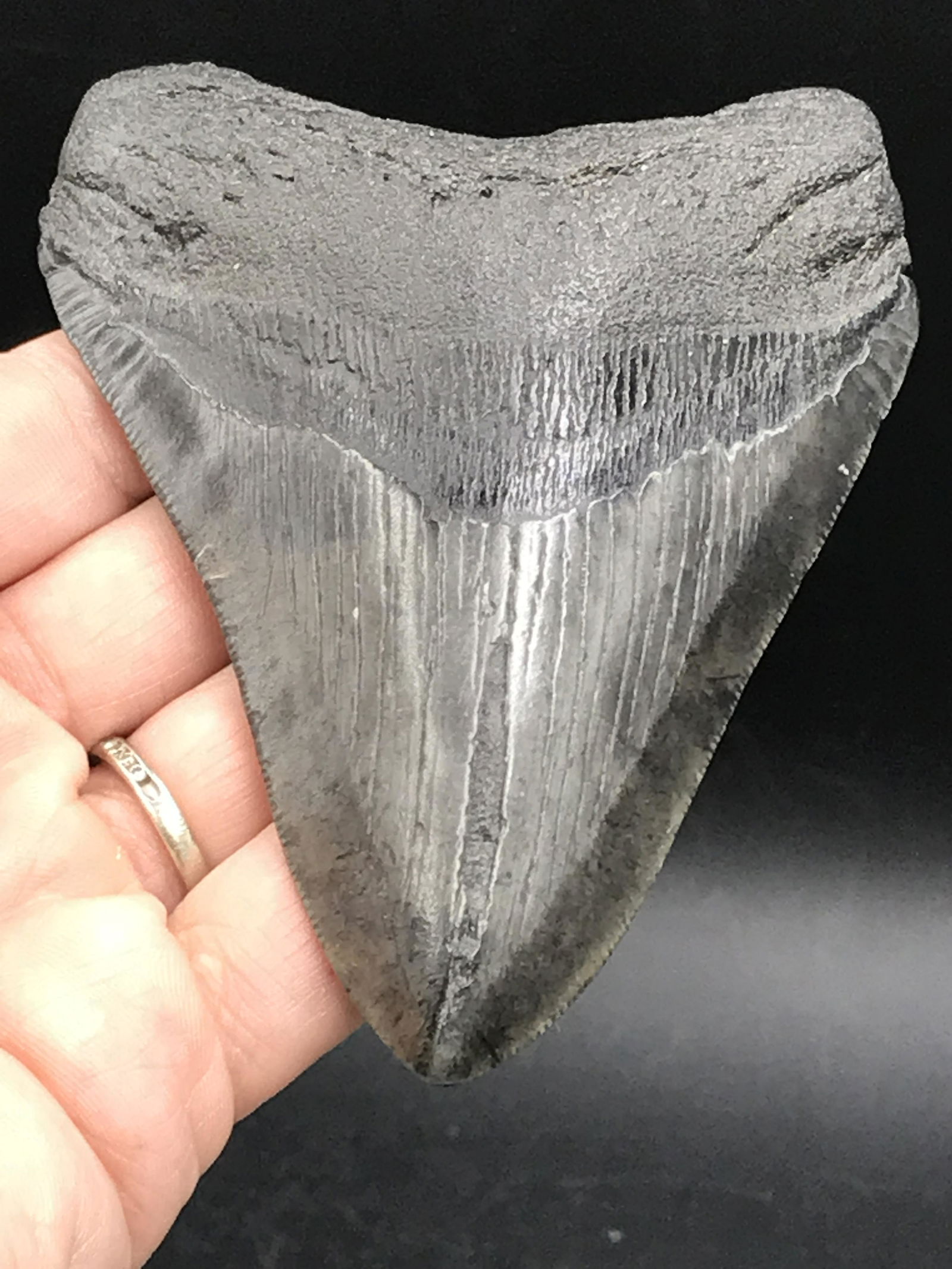 Shark, Fossil, Natural, Collectible, Specimen, Tooth, Megalodon: Fossil Shark Tooth Otodus Megalodon South Carolina 4"