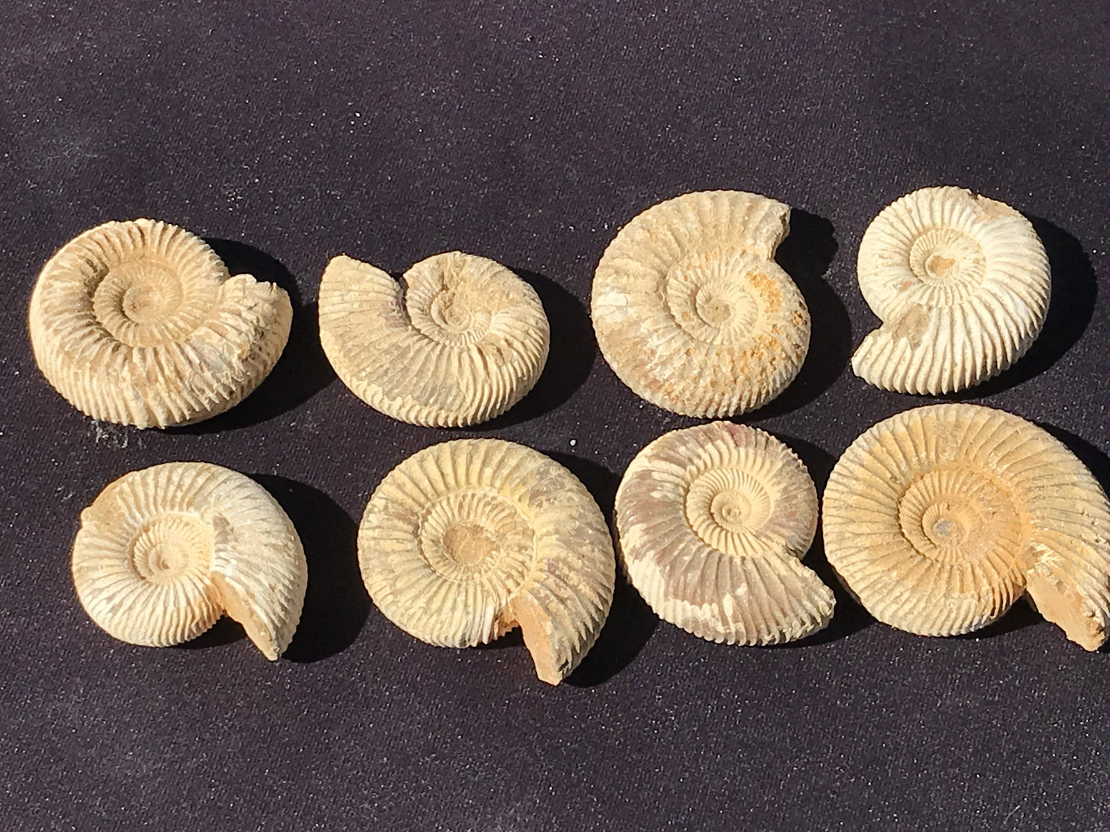 Ammonite, Fossil, Rock, Natural, Collectible, Specimen: 8pc Ammonites Natural Cretaceous Madagascar