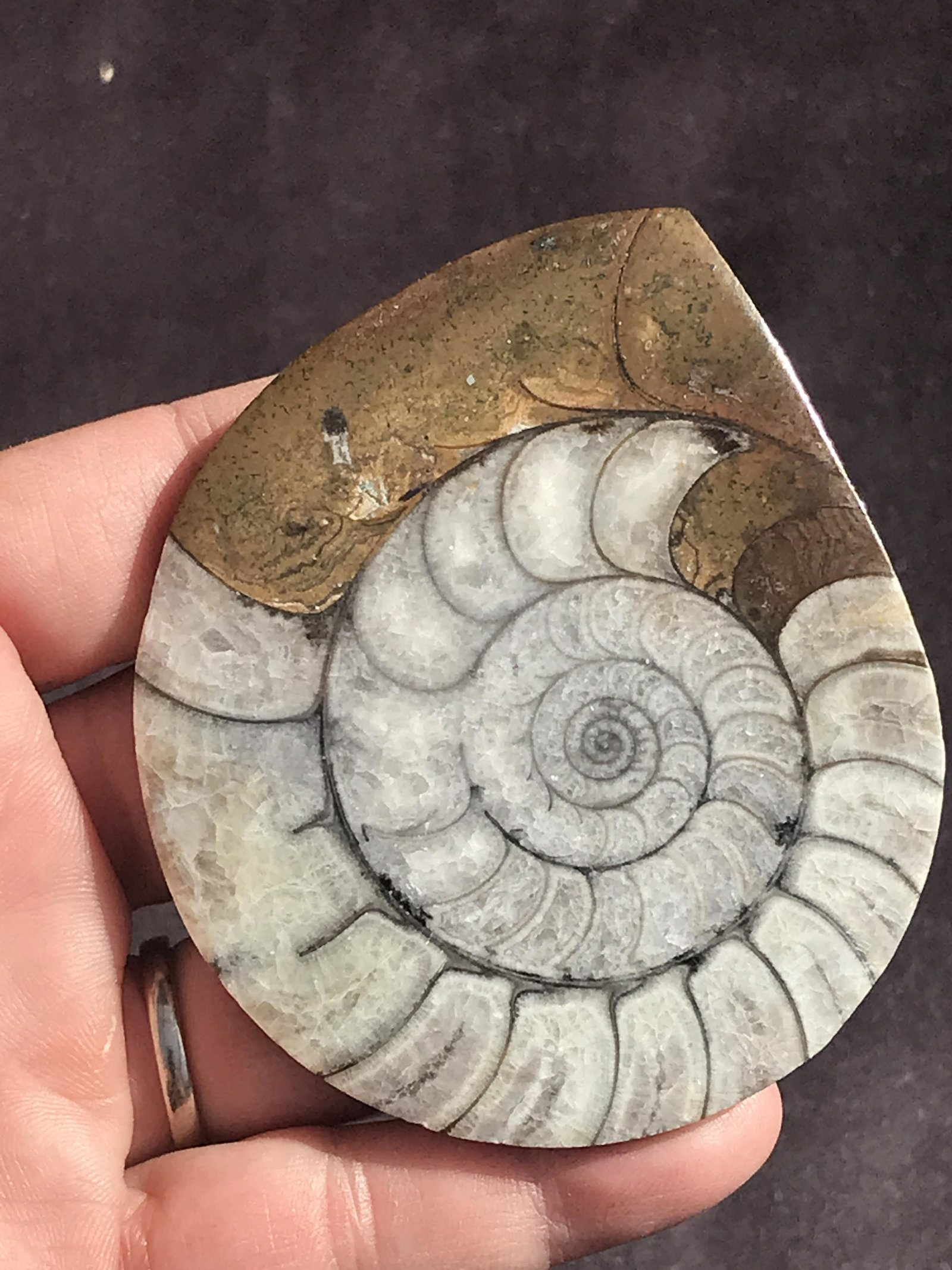 Ammonite, Fossil, Rock, Natural, Collectible, Specimen: Fossil Ammonite Devonian Morocco