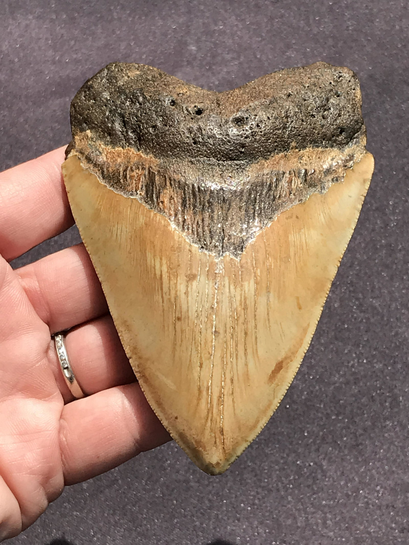 Shark, Fossil, Natural, Collectible, Specimen, Tooth, Megalodon: Fossil Shark Tooth Otodus Megalodon 10 M.Y.O. Miocene South Carolina 4.3"