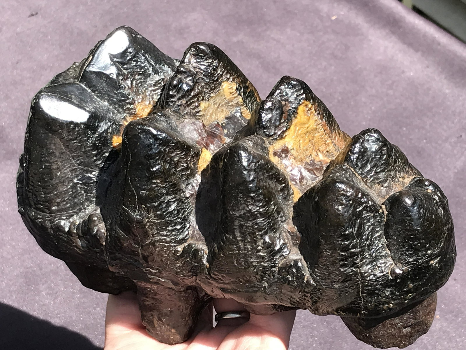 Mastodon, Fossil, Natural, Collectible, Specimen, Tooth: Fossil Mastodon Tooth South Carolina