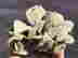 item-129071144=3