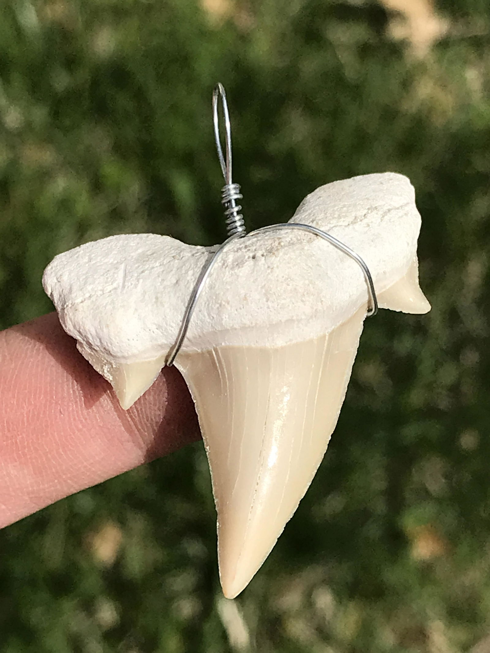 Rock, Crystal, Natural, Jewelry, Pendant, Shark, Megalodon,: Fossil Shark Tooth Pendant 65 M.Y.O. Otodus ~ Morocco 1.75"