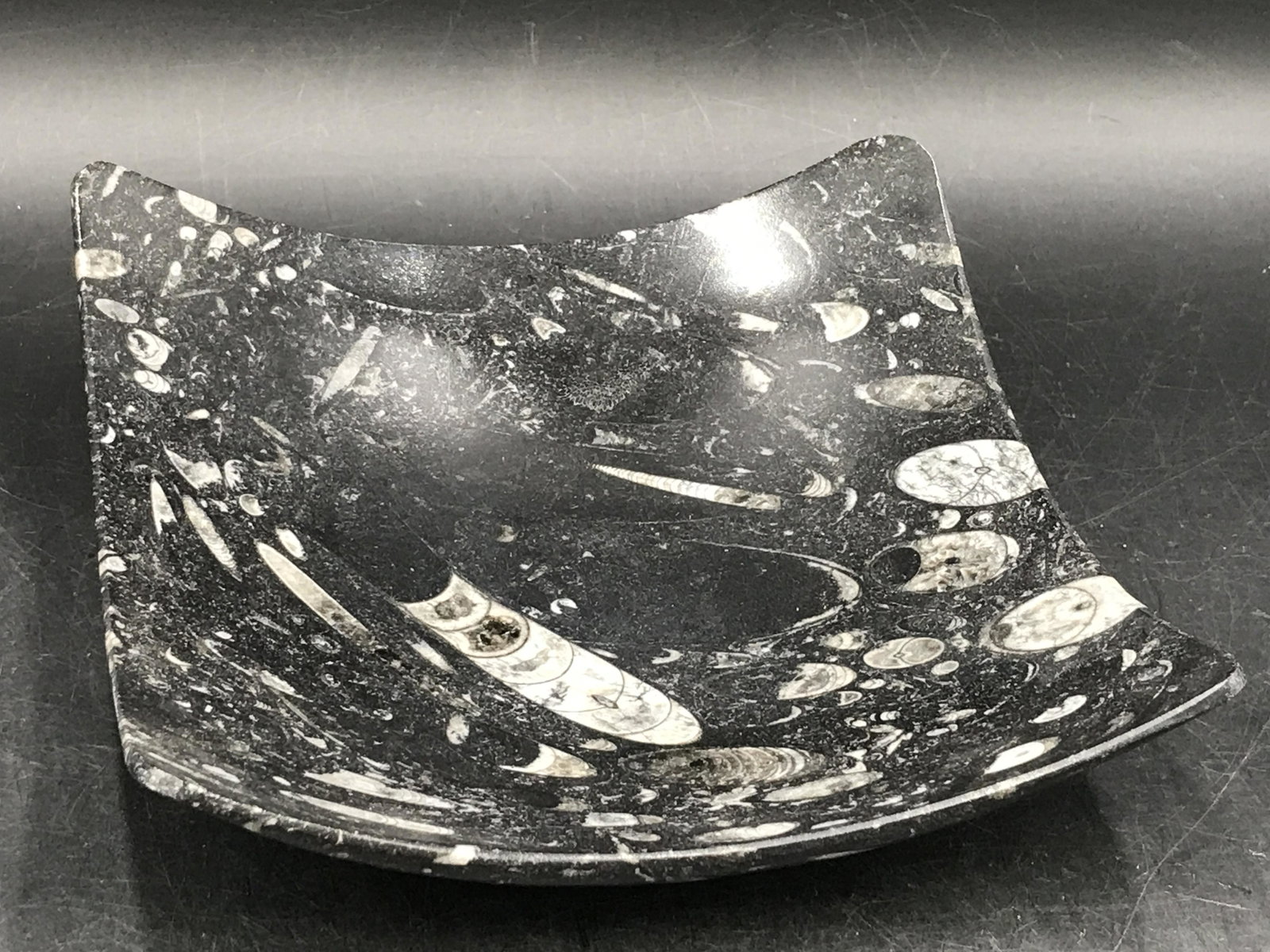 Orthoceras, Fossil, Rock, Natural, Decor, Collectible, Dish: Orthoceras in Square Marble Dish Morocco Devonian 360 MYO