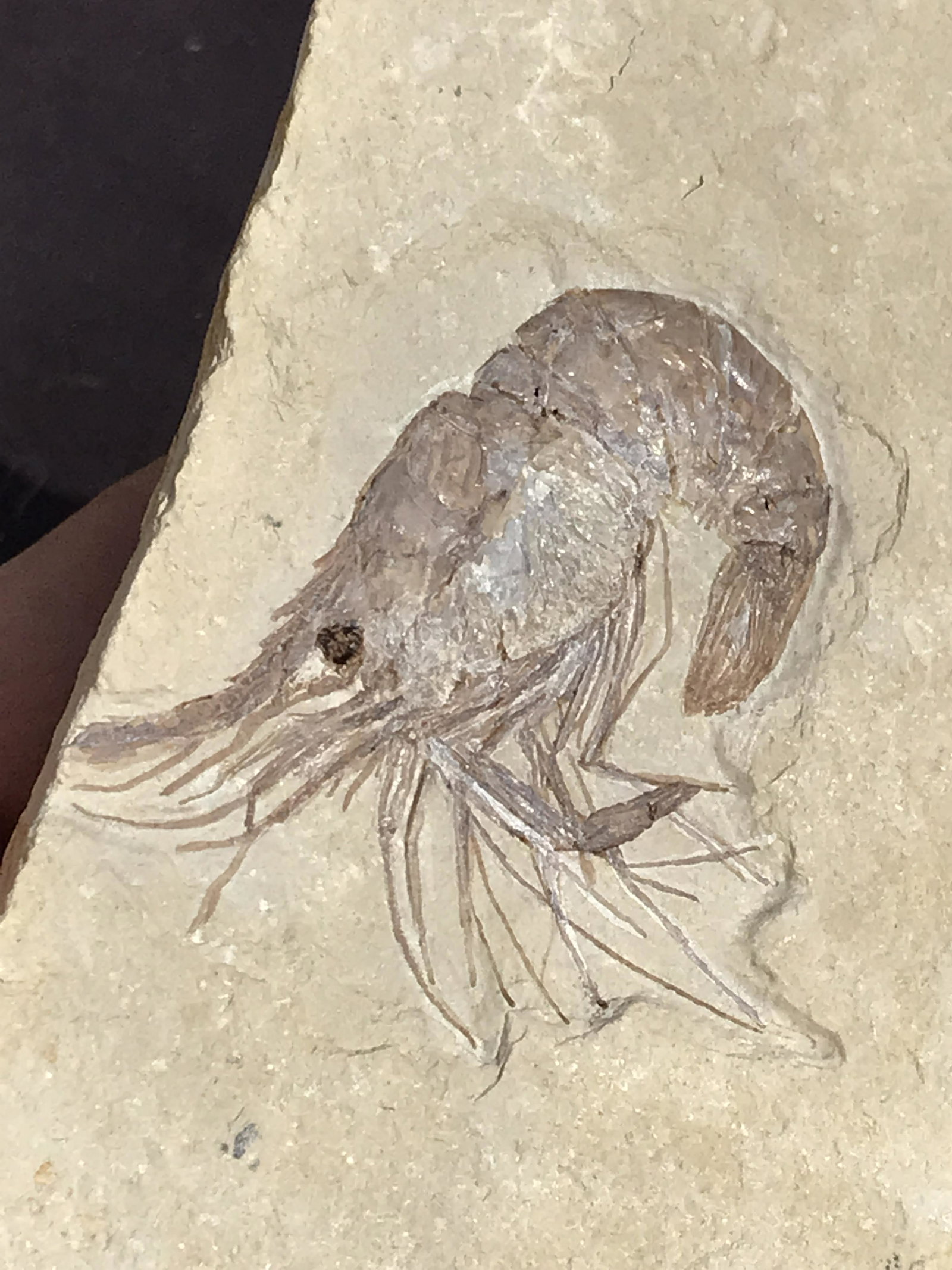 Shrimp, Fossil, Rock, Natural, Decor, Collectible, Specimen: Fossil Male Shrimp Cretaceous Hakel, Lebanon