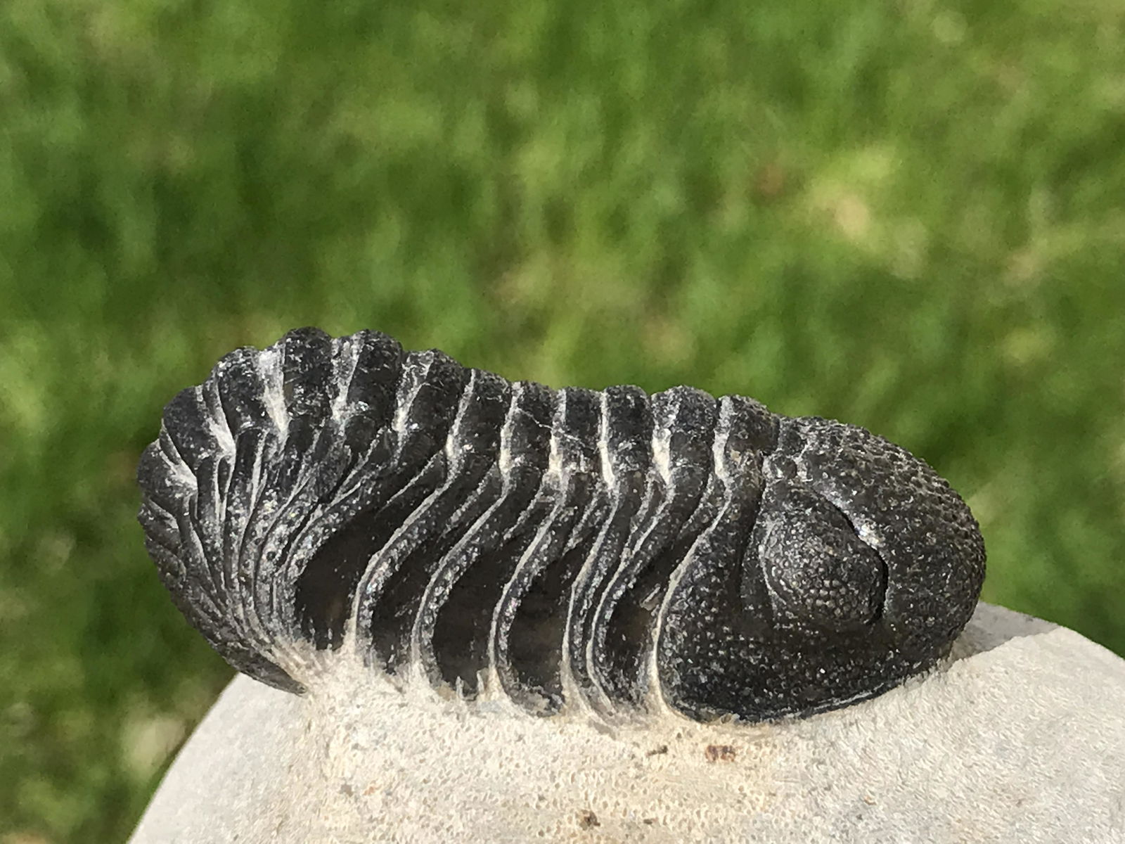 Trilobite, Fossil, Rock, Natural, Collectible, Specimen (1 of 4)