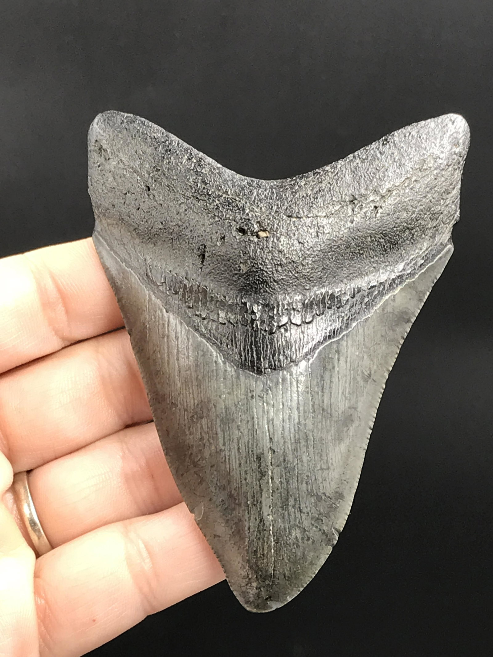 Shark, Fossil, Natural, Collectible, Specimen, Tooth, Megalodon: Fossil Shark Megalodon Tooth South Carolina 3.8"