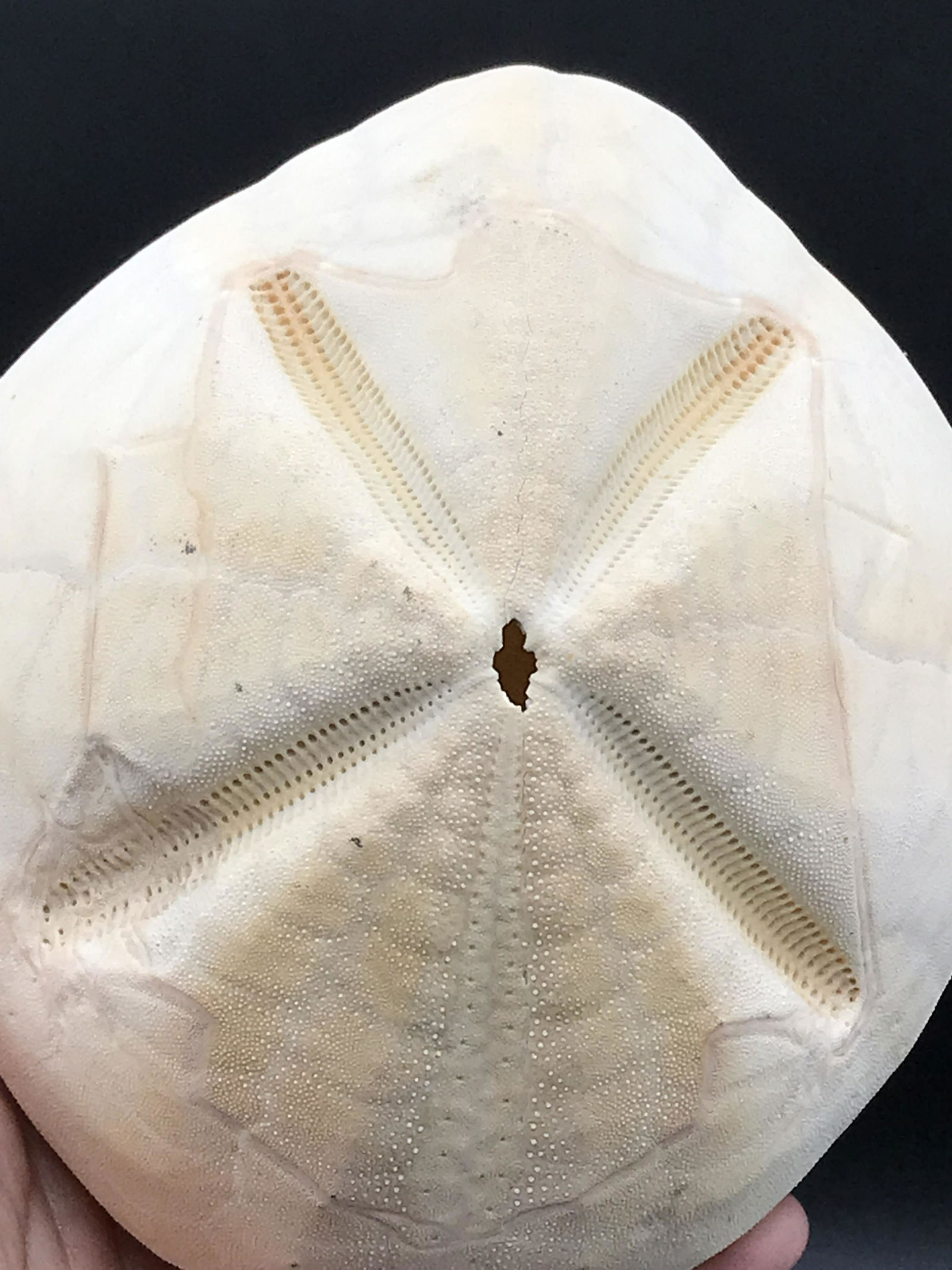 Sea Biscuit, Ocean, Beach, Natural, Decor, Collectible, Specimen (1 of 4)