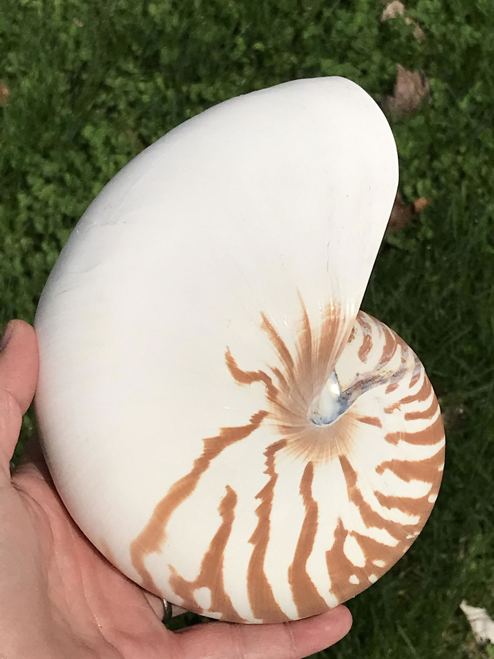 Seashell, Ocean, Beach, Natural, Decor, Collectible, Specimen (1 of 4)