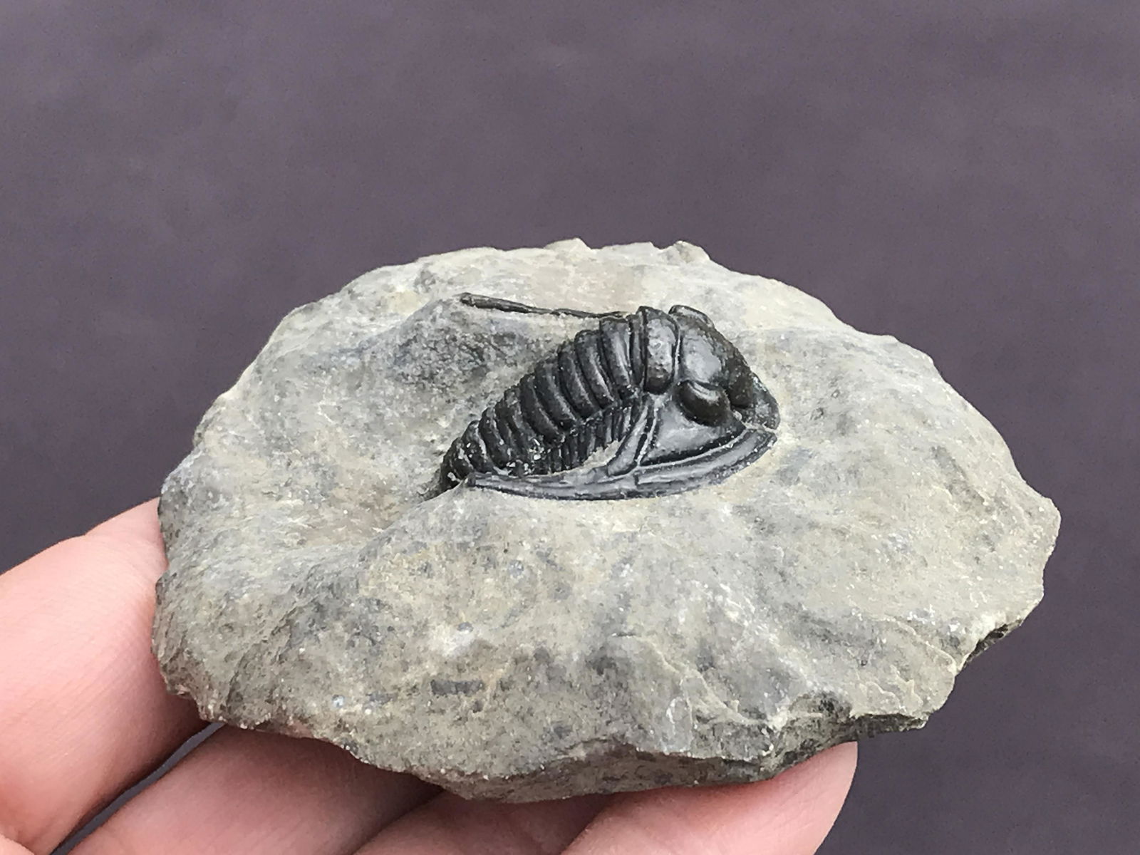 Trilobite, Fossil, Rock, Natural, Collectible, Specimen (1 of 4)