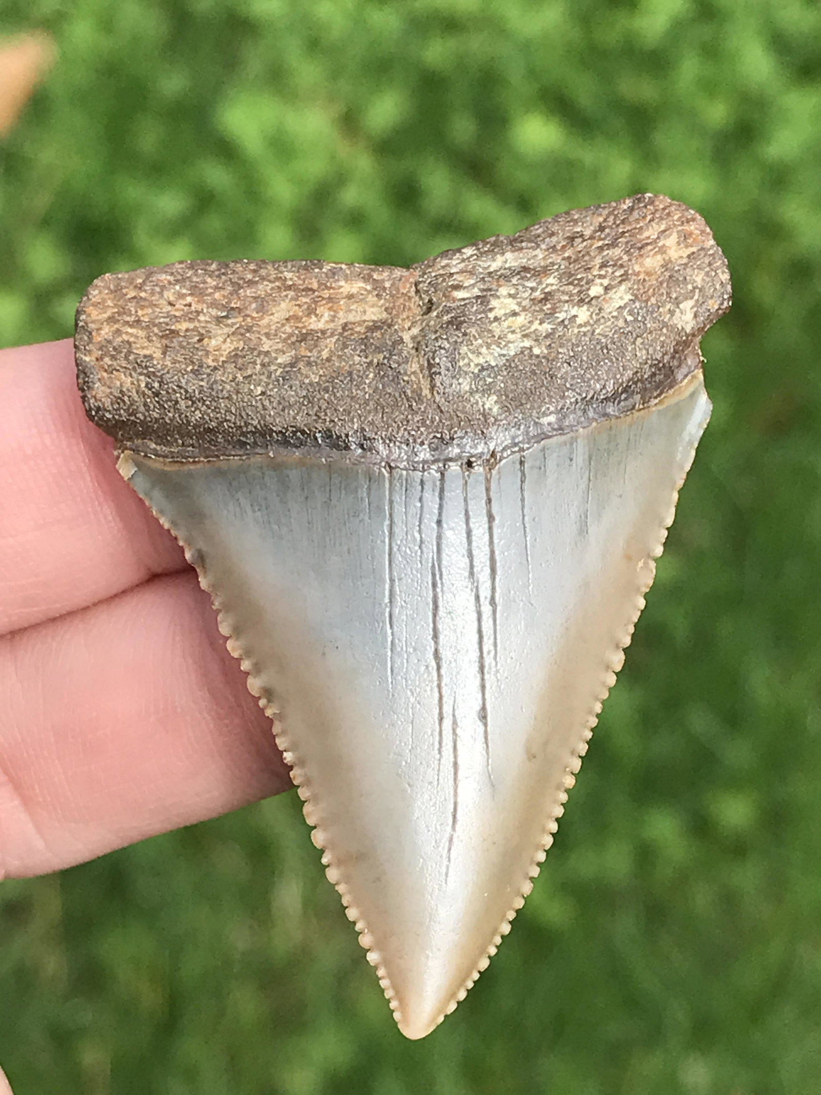 Shark, Fossil, Natural, Collectible, Specimen, Tooth: Fossil Shark Tooth Great White South Carolina 2.1"