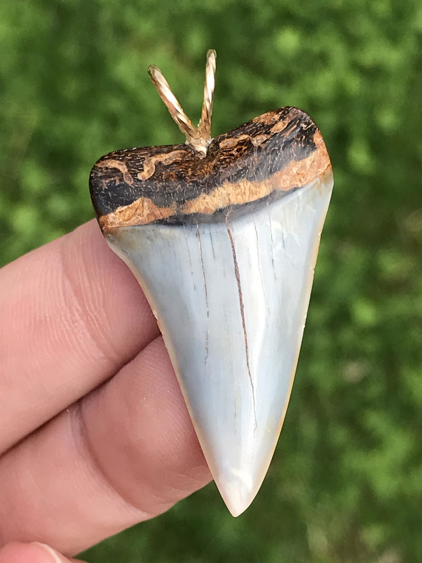 Rock, Crystal, Natural, Jewelry, Pendant, Sterling: Mako Shark Tooth Fossil Pendant Gold Filled Bail 1.5"