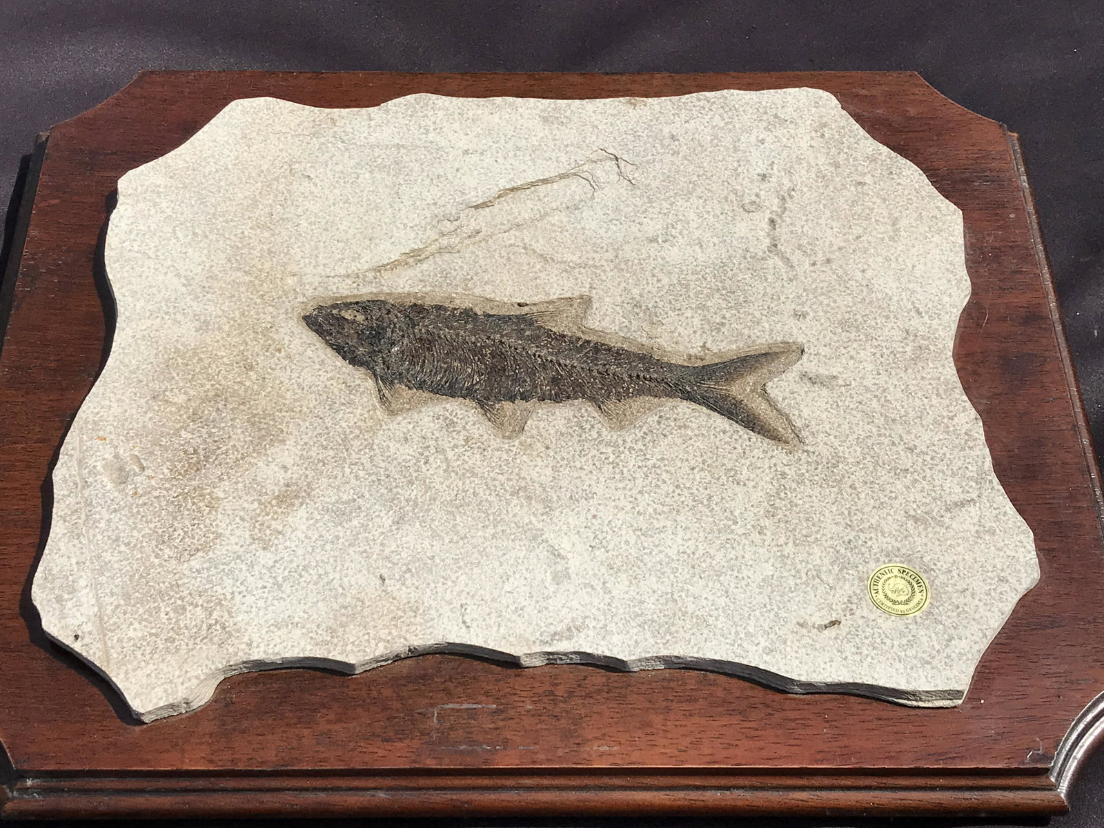 Fish, Fossil, Rock, Natural, Decor, Collectible, Specimen, Green River Formation, (1 of 3)