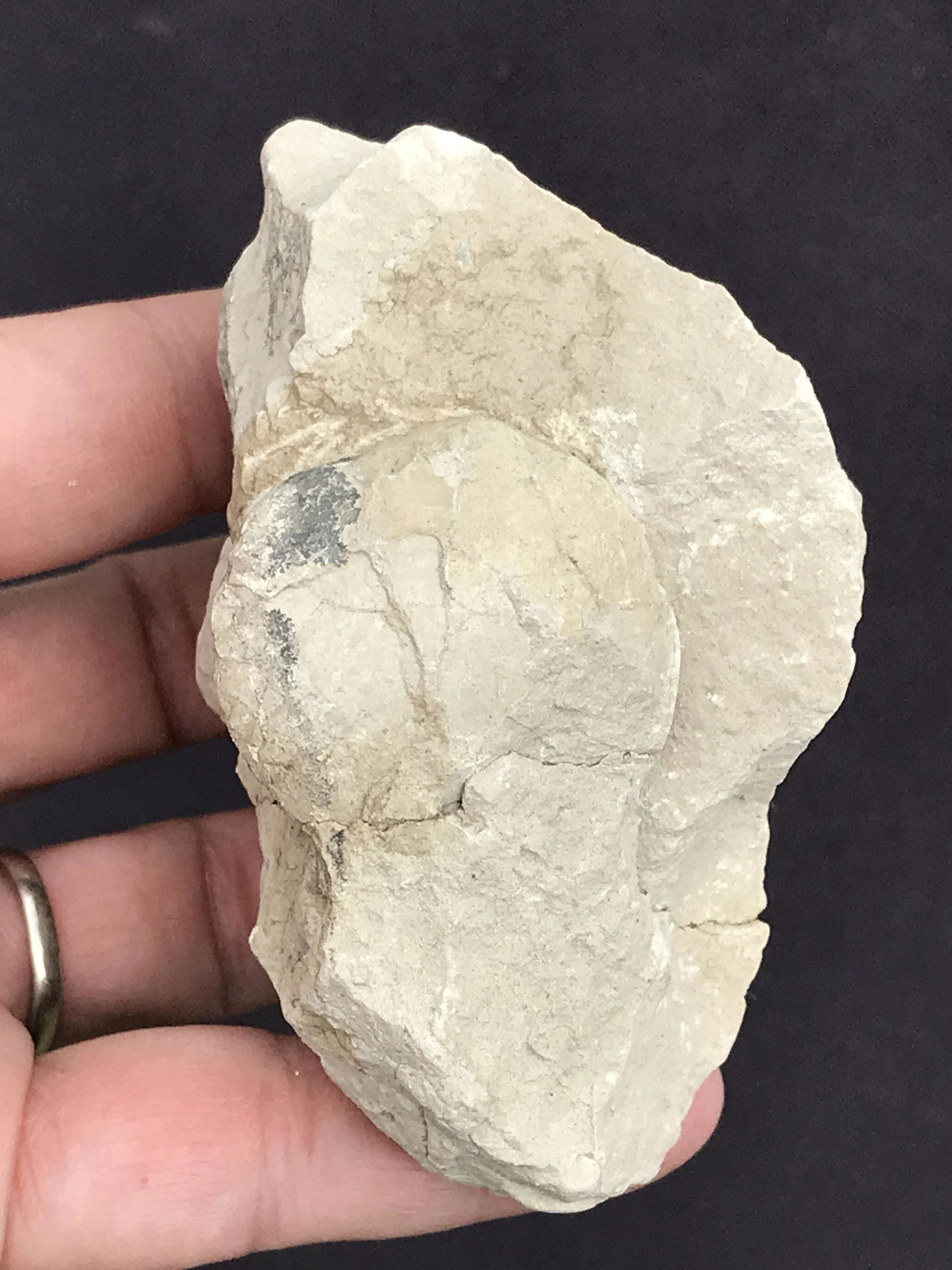 Rock, Fossil, Natural, Decor, Collectible, Turtle, Egg (1 of 4)