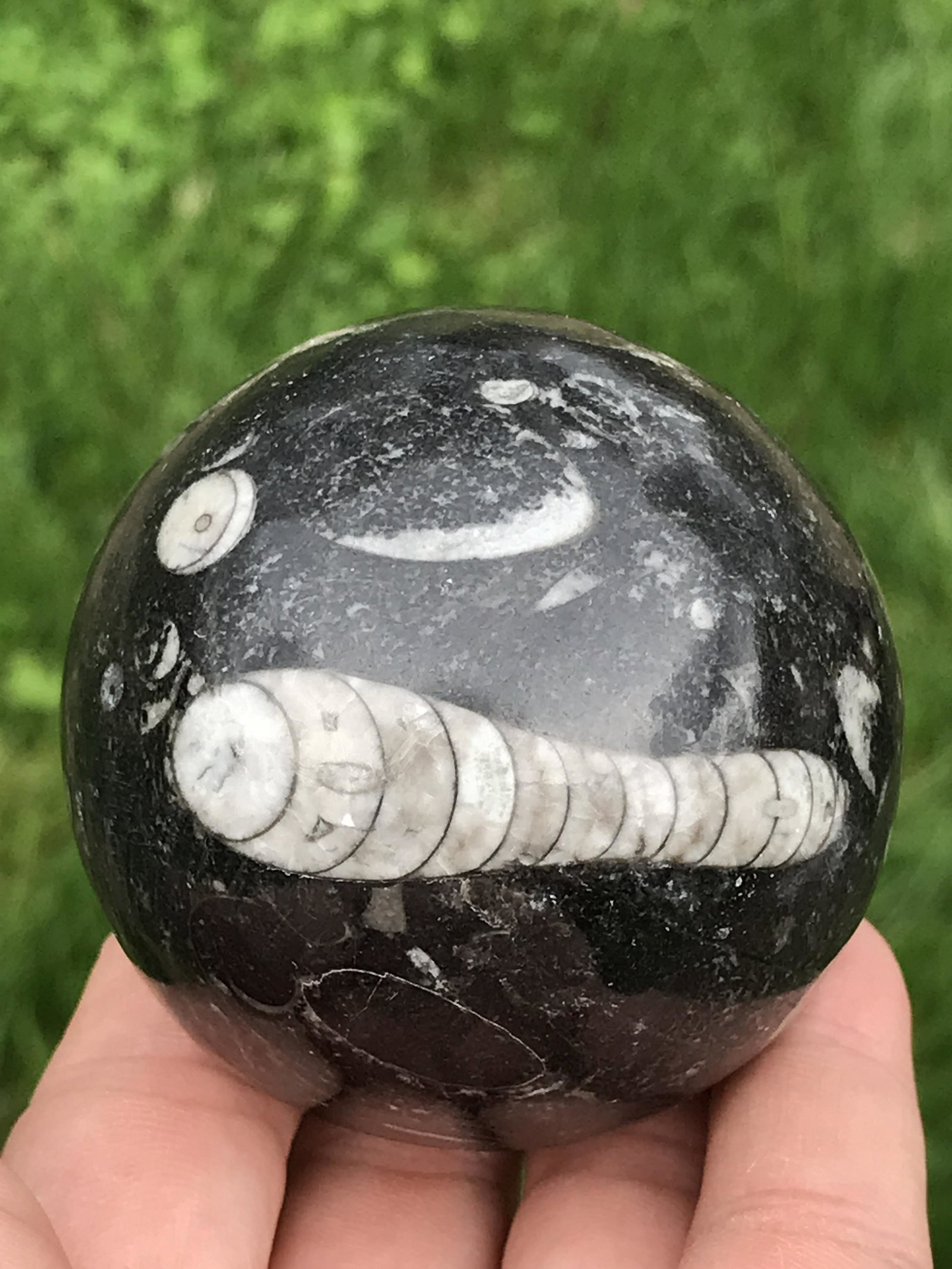 Rock, Fossil, Natural, Decor, Collectible, Carving, Sphere, Orthoceras (1 of 4)