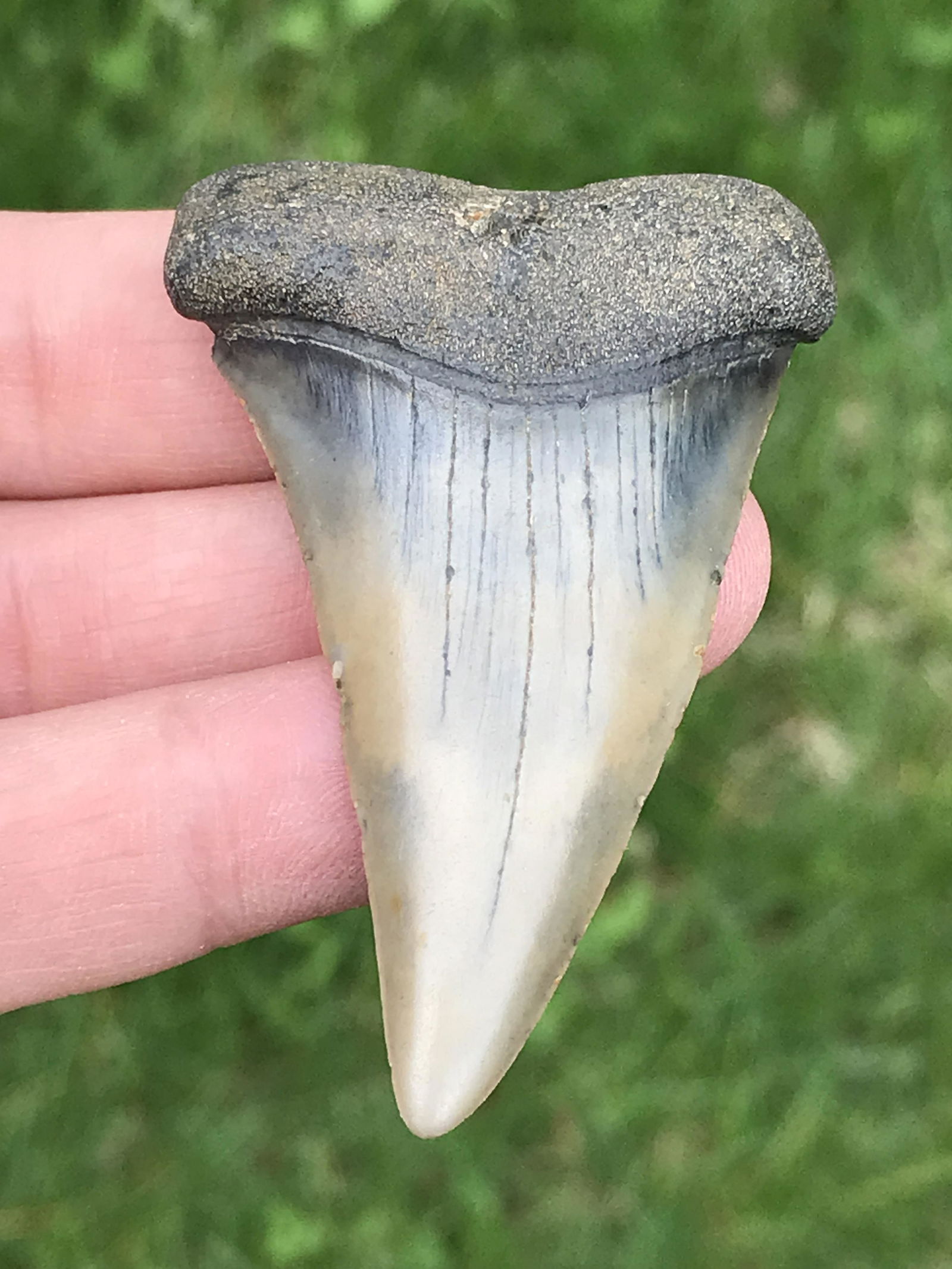 Shark, Fossil, Natural, Collectible, Specimen, Tooth: Isurus Hastatulis Mako Tooth 2 M.Y.O. Miocene South Carolina