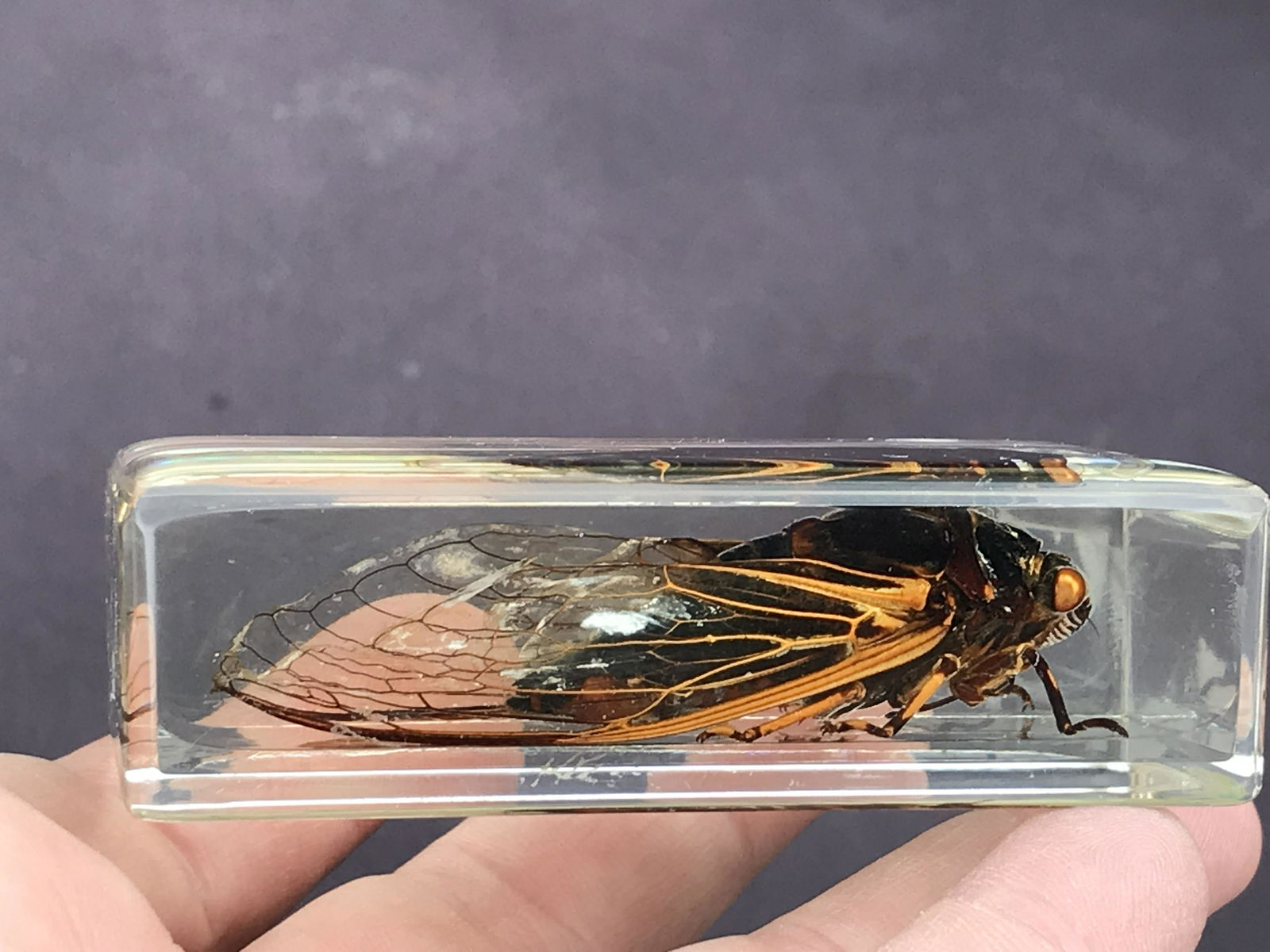 Paperweight, Insect, Natural, Decor, Collectible, (1 of 4)