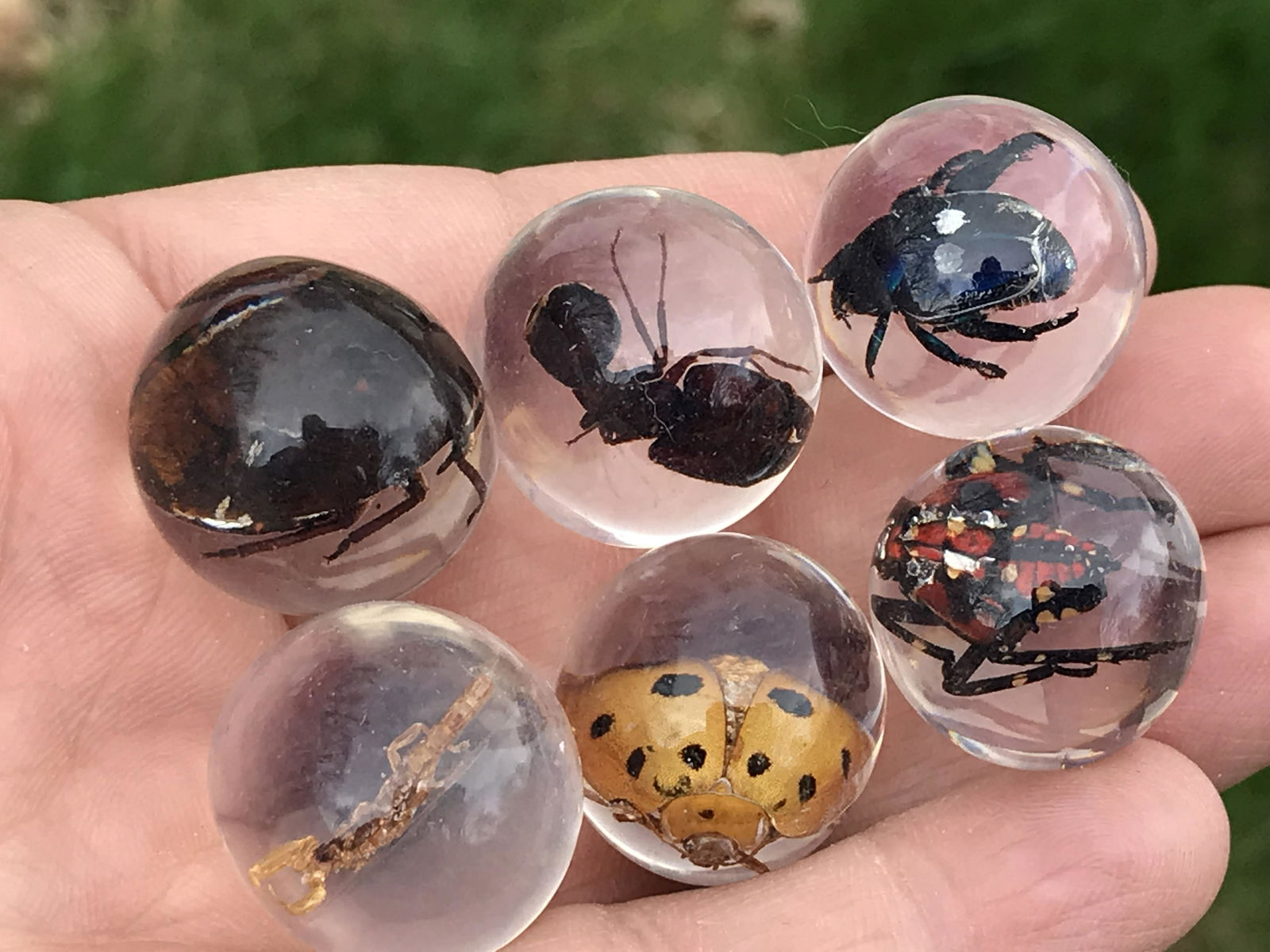 Insect, Scorpion, Natural, Decor, Collectible, Marbles: 6 Bug/Scorpion Acrylic Marbles