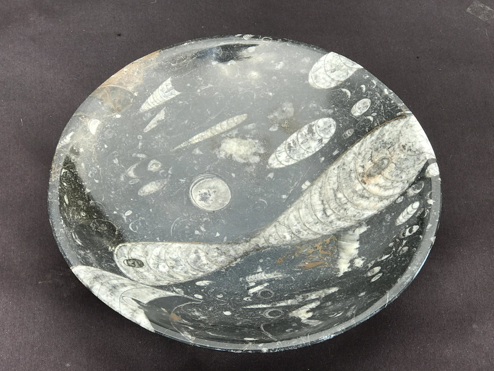 Orthoceras, Fossil, Rock, Natural, Decor, Collectible, Bowl: Fossil Orthoceras Marble Bowl Devonian Morocco 8"