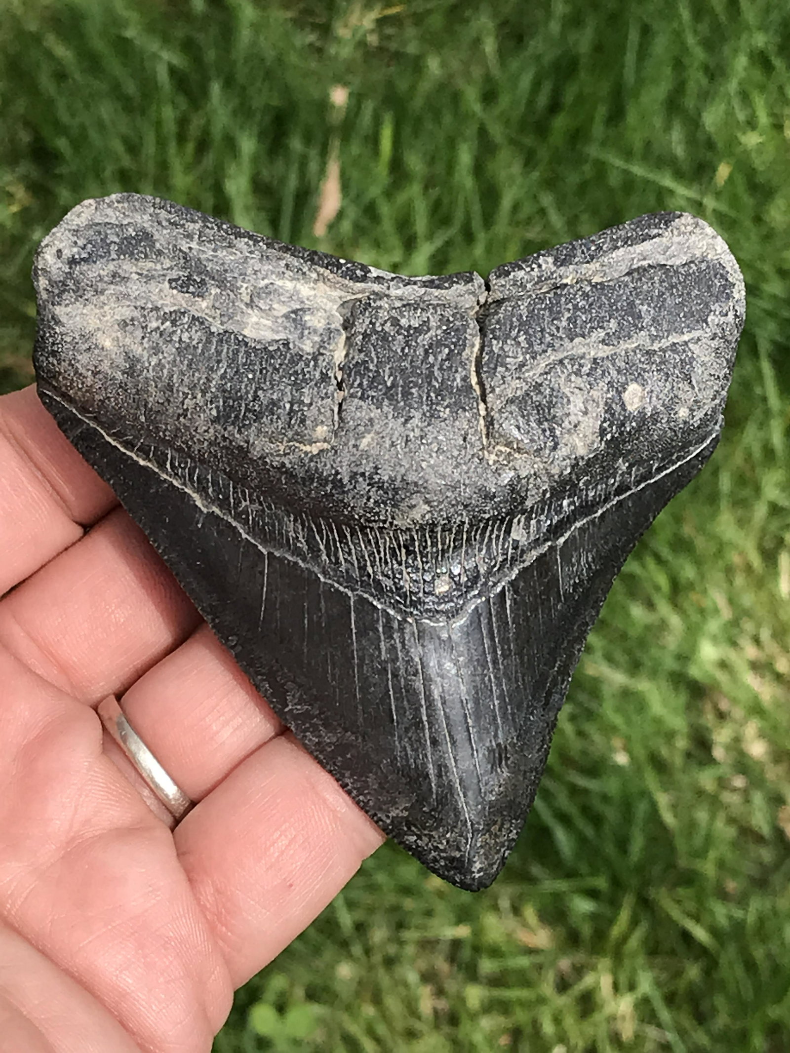 Shark, Fossil, Natural, Collectible, Specimen, Tooth, Megalodon: Fossil Shark Tooth Otodus Megalodon Miocene South Carolina 3.5"