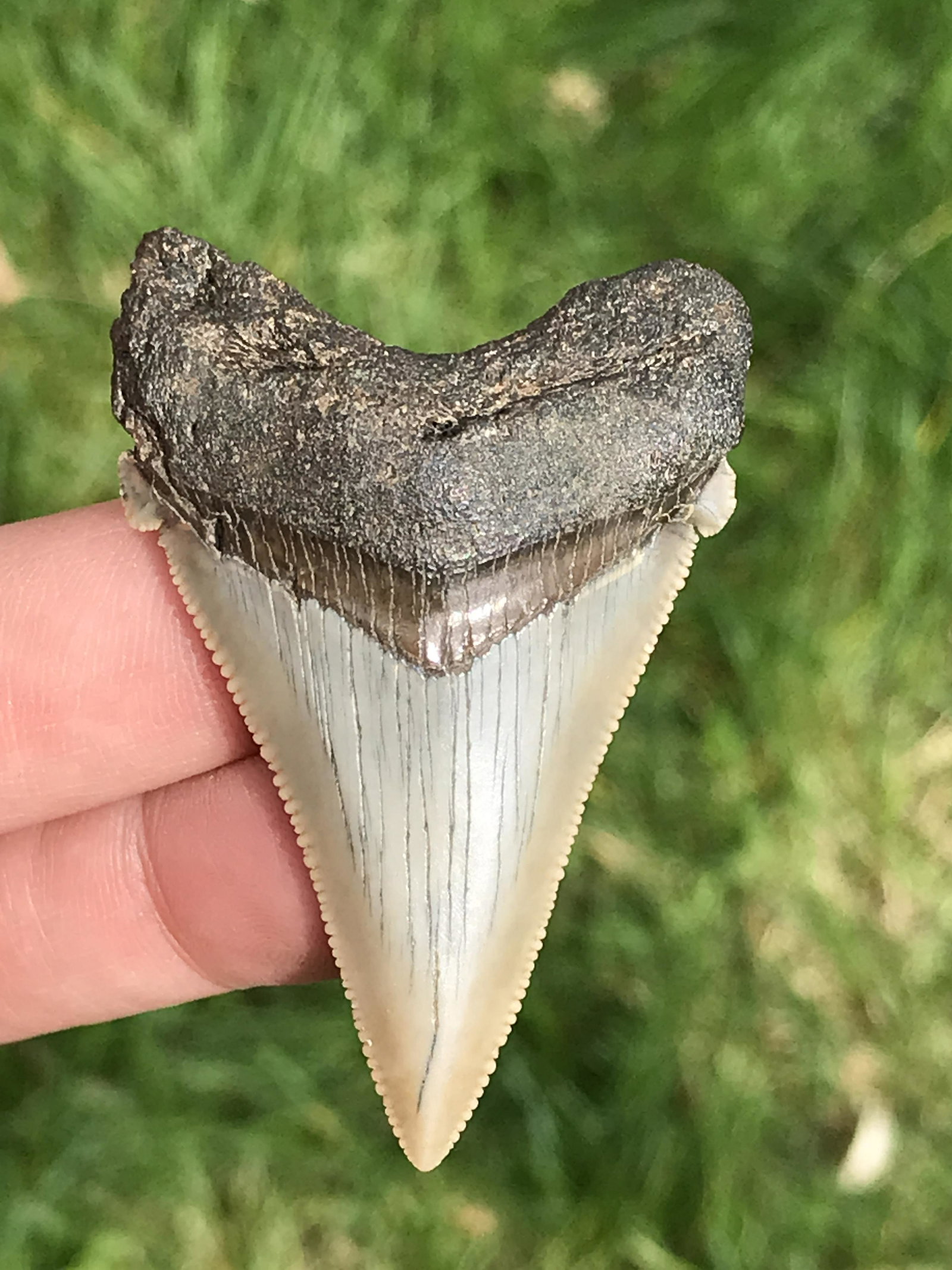 Shark, Fossil, Natural, Collectible, Specimen, Tooth: Fossil Shark Tooth Otodus auriculatus South Carolina 2.1"