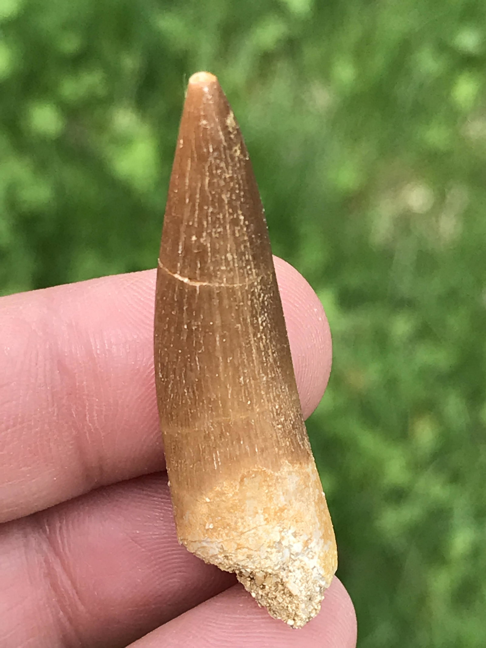 Reptile, Fossil, Natural, Collectible, Specimen, Tooth: Fossil Pliesosaur Tooth Cretaceous Morocco 1.75"