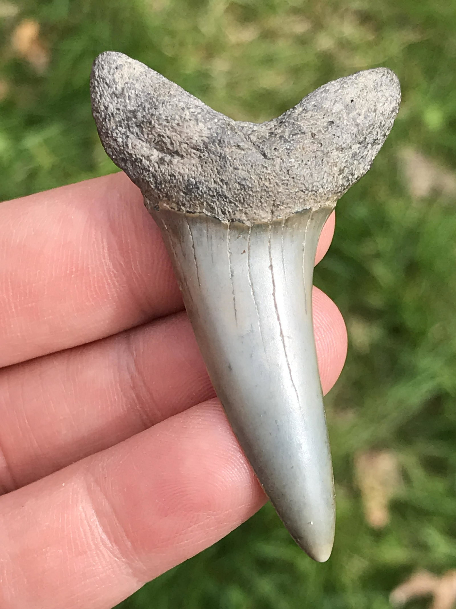 Shark, Fossil, Natural, Collectible, Specimen, Tooth: Fossil Shark Tooth Isurus destori Mako 2 M.Y.O. South Carolina 2.2"