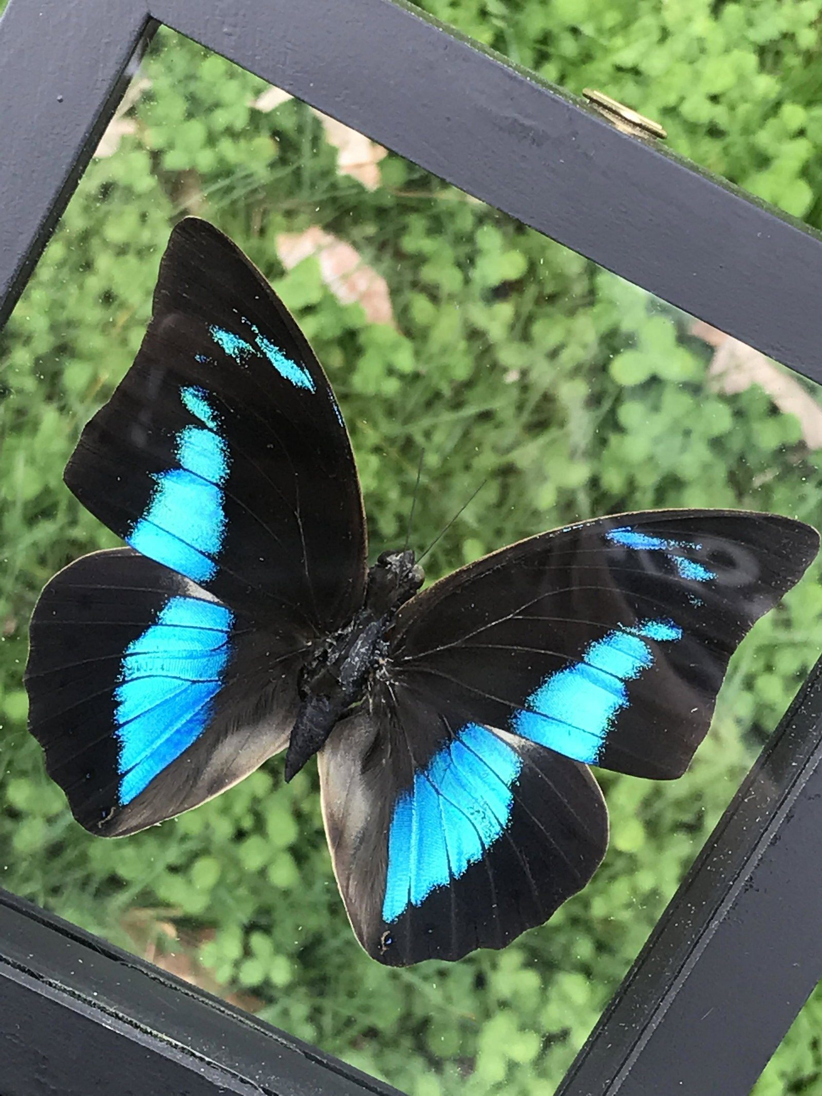 Butterfly, Natural, Decor, Collectible, Insect (1 of 4)