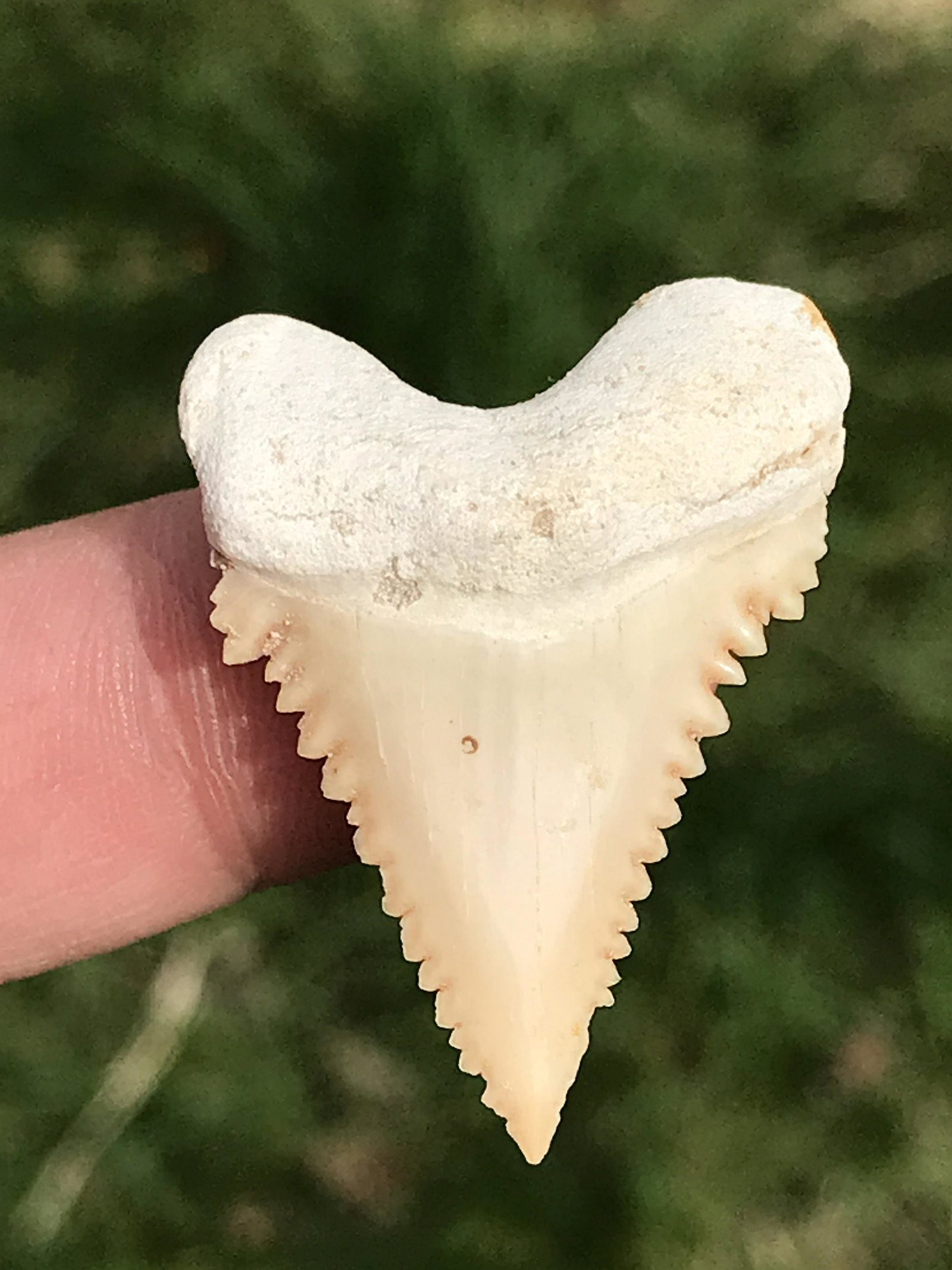 Shark, Fossil, Natural, Collectible, Specimen, Tooth: Fossil Pygmy Great White Shark Tooth Paleocharcarodon orientalis Morocco 1.4"