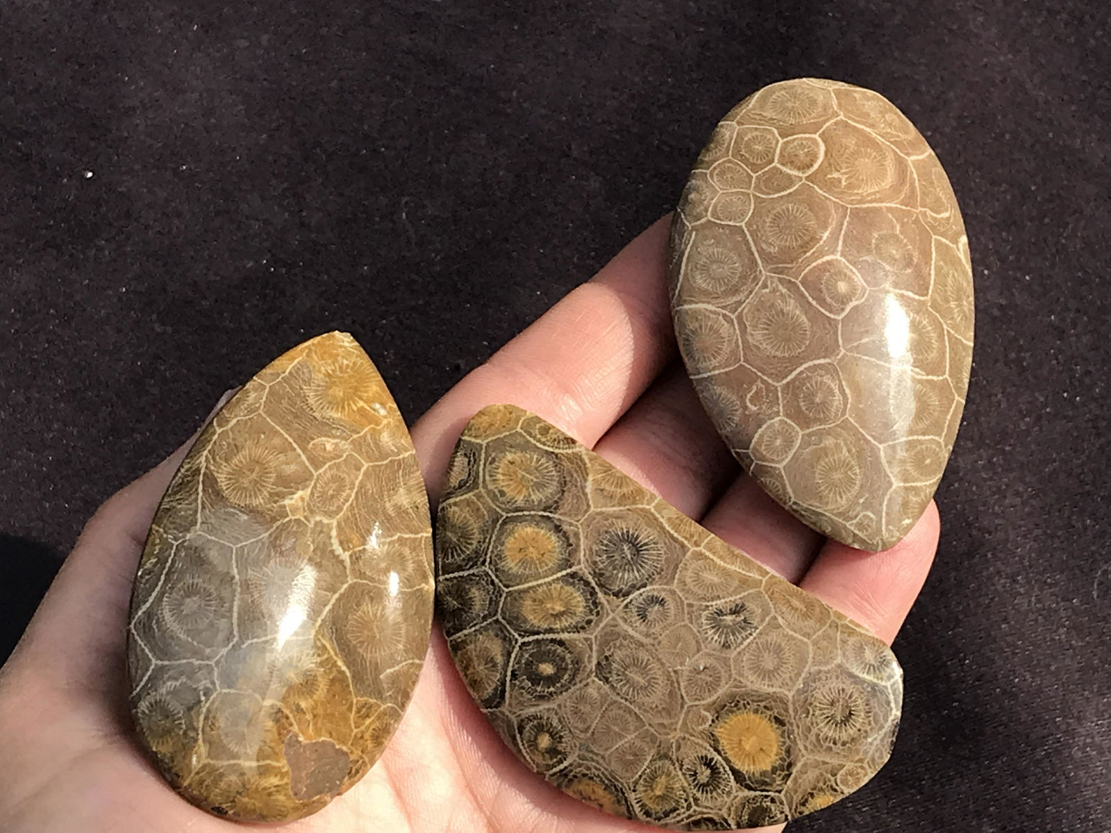 Fossil, Natural, Jewelry, Lapidary, Beads: Drilled Fossil Coral Palmstone/Beads Devonian Morocco 3pcs