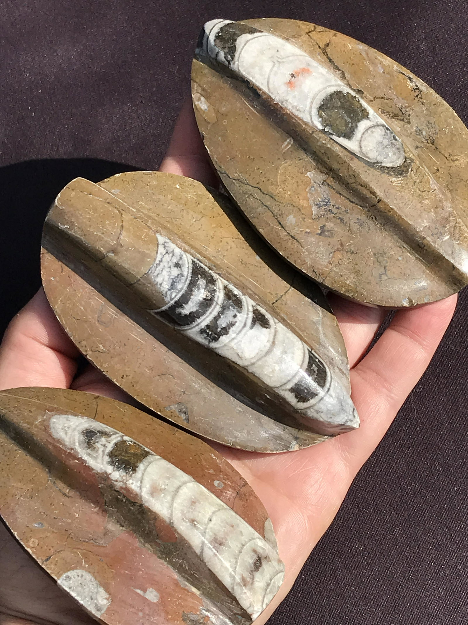 Orthoceras, Fossil, Rock, Natural, Decor, Collectible,: 3pc Raised Brown Orthoceras 400 M.Y.O. Morocco
