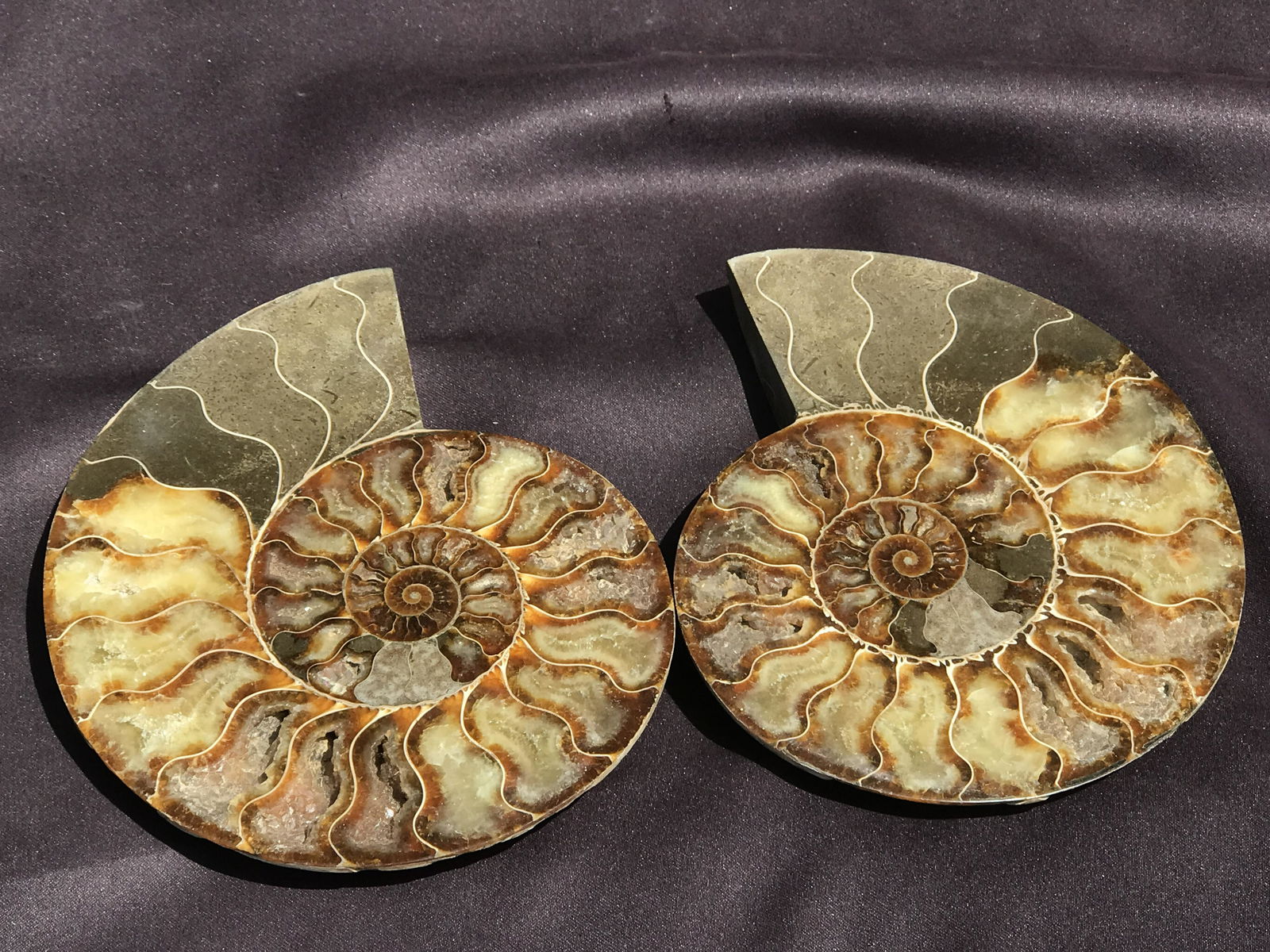 Ammonite, Fossil, Rock, Natural, Collectible, Specimen (1 of 4)