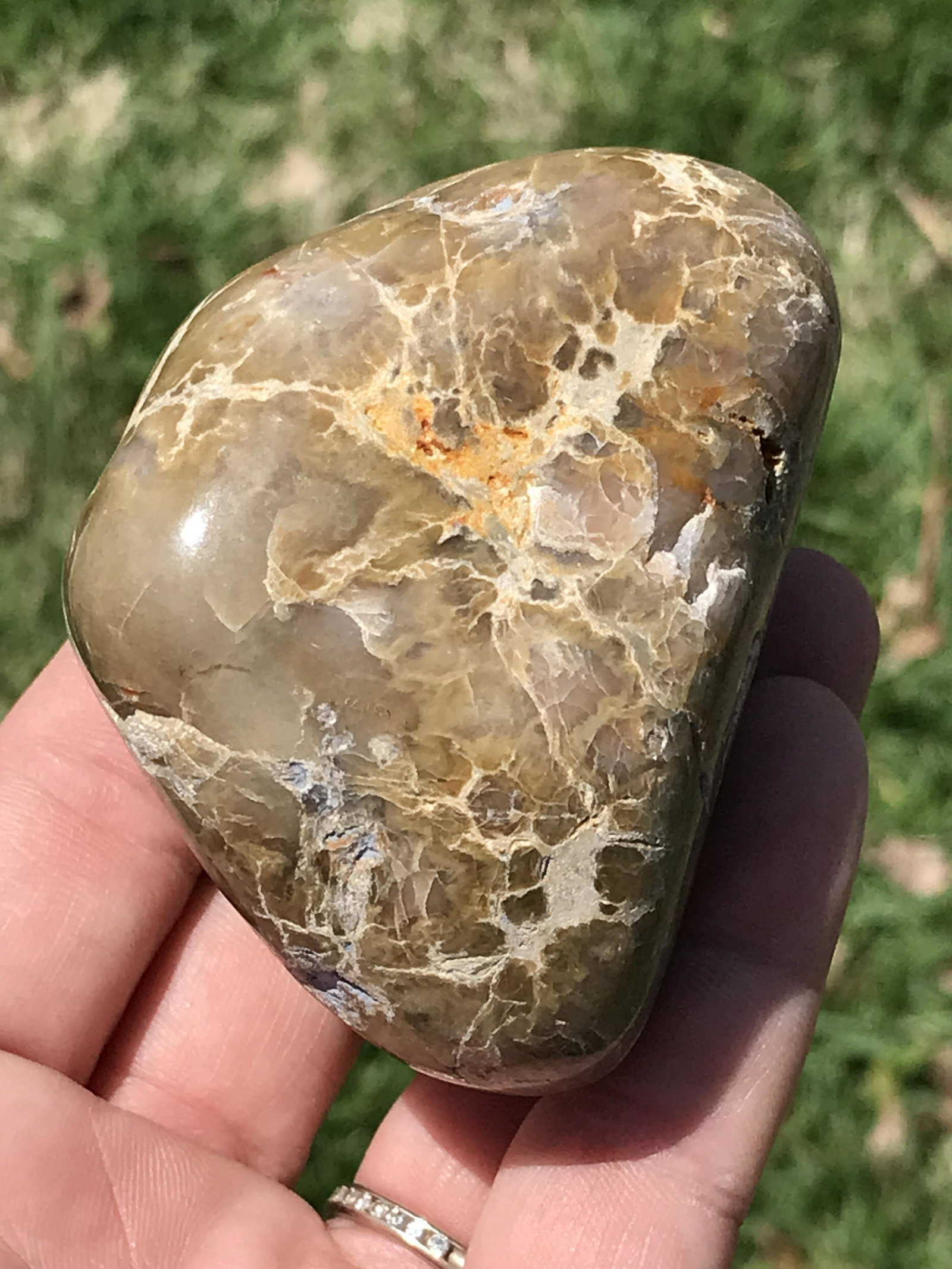 Dinosaur, Fossil, Natural, Collectible, Specimen,: Fossil Dinosaur Dung Polished Jurassic Colorado 8oz