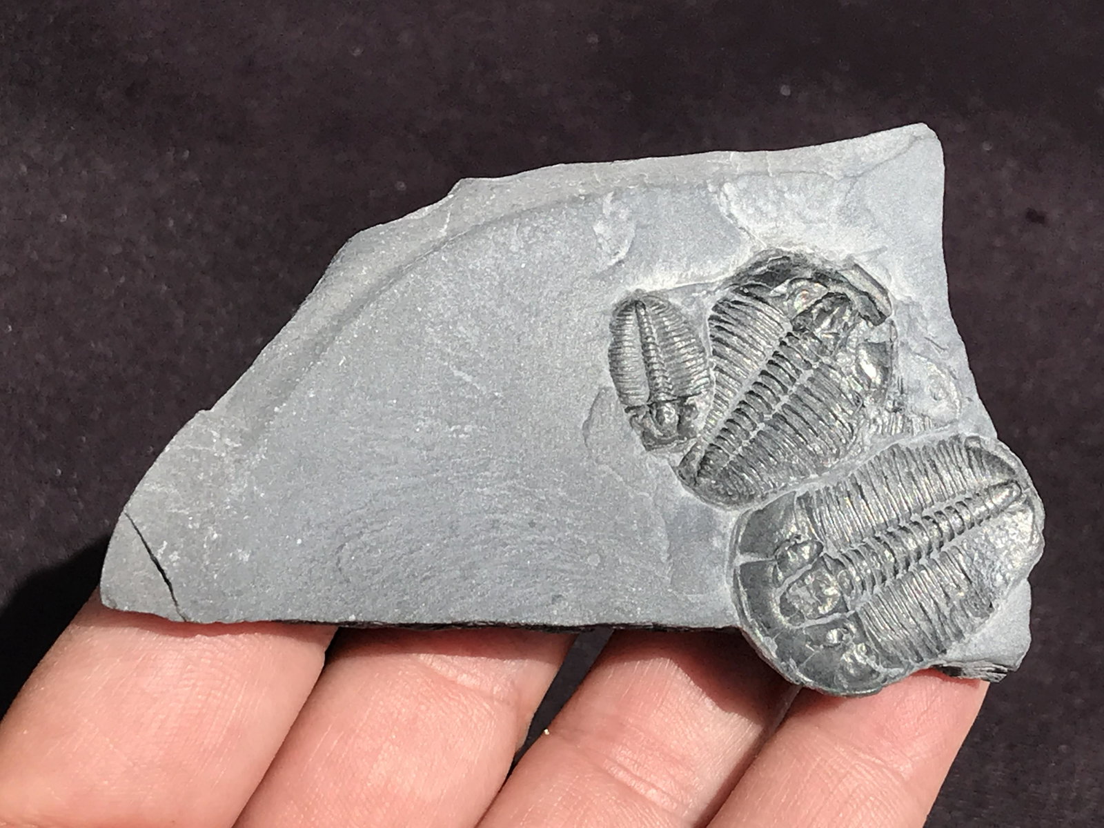 Trilobite, Fossil, Rock, Natural, Collectible, Specimen: Triple Trilobite Elrathia Cambrian Utah