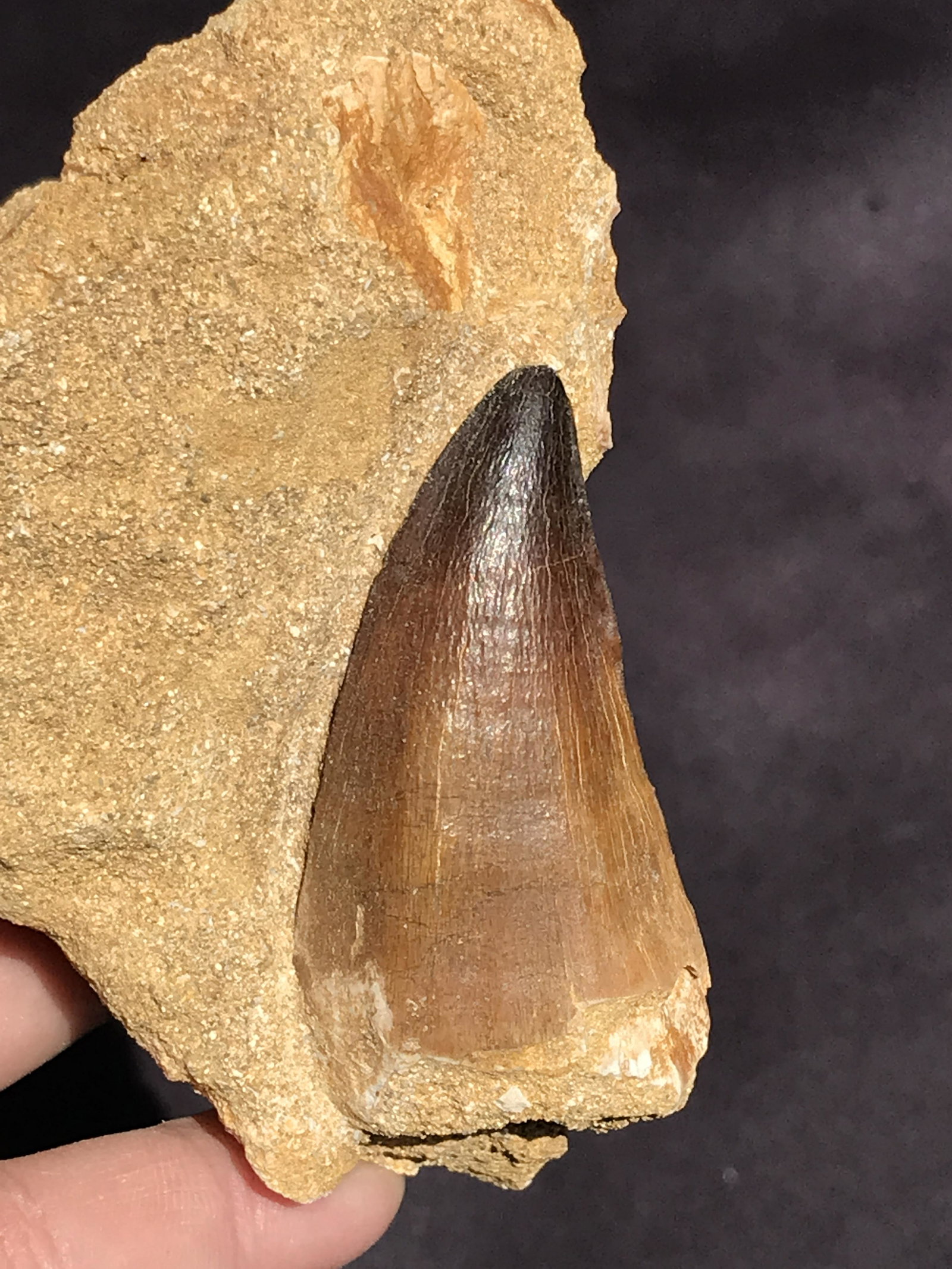 Reptile, Fossil, Natural, Collectible, Specimen, Tooth: Fossil Mososaur Tooth in Natural Matrix Cretaceous Morocco