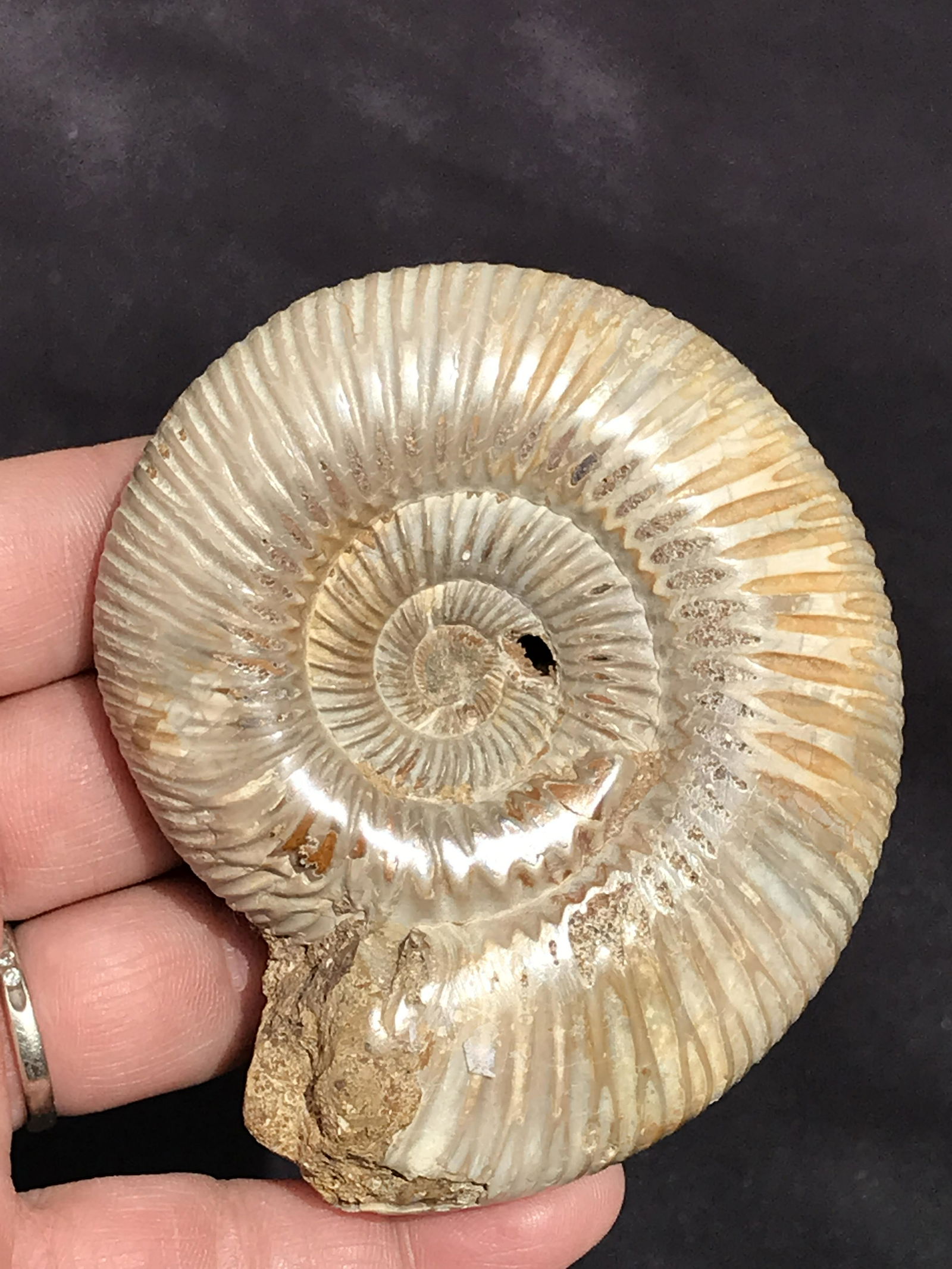 Ammonite, Fossil, Rock, Natural, Collectible, Specimen: Ammonite Cretaceous Madagascar