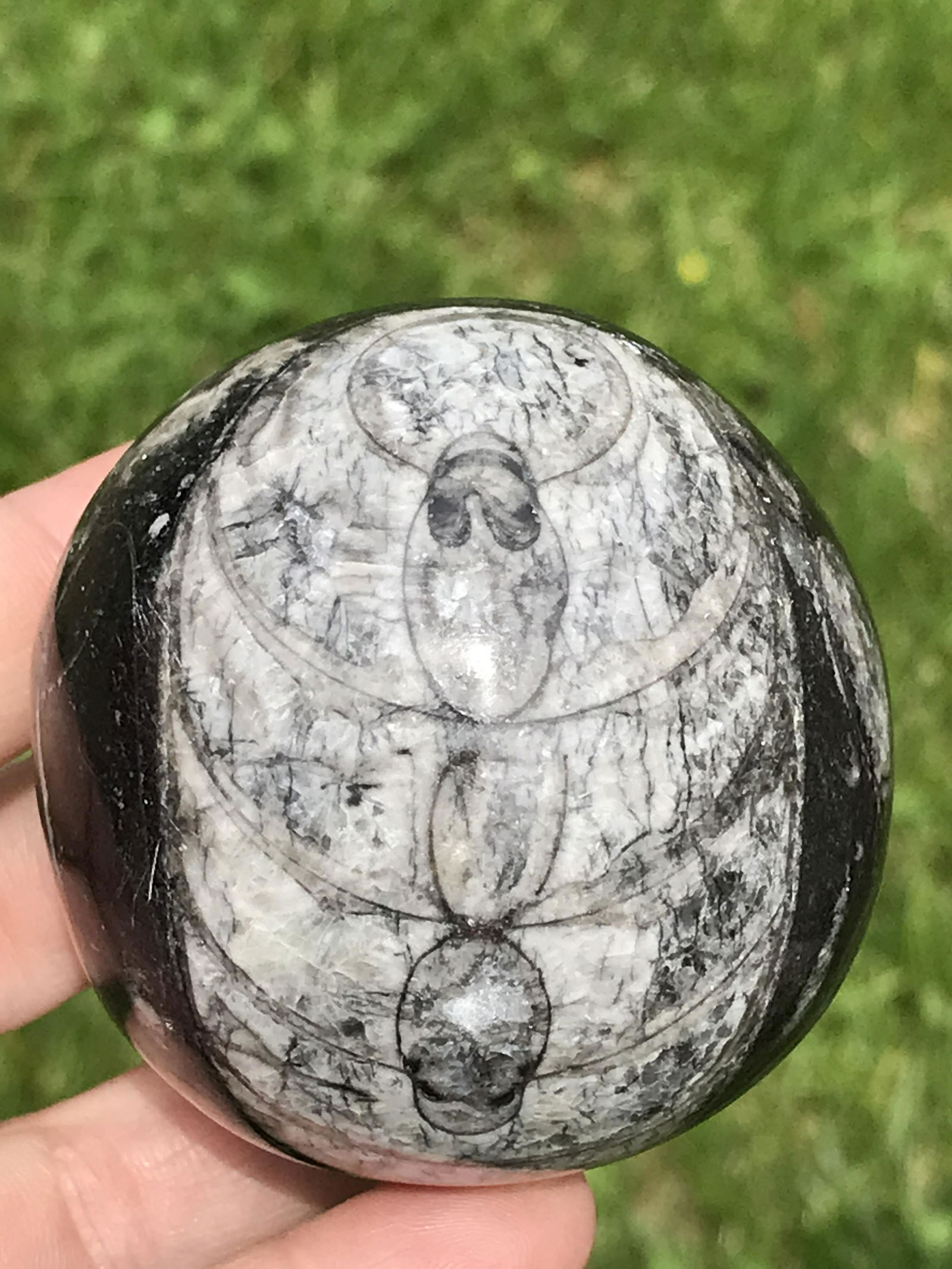 Rock, Fossil, Natural, Decor, Collectible, Carving, Sphere, Orthoceras: Orthoceras Sphere Morocco