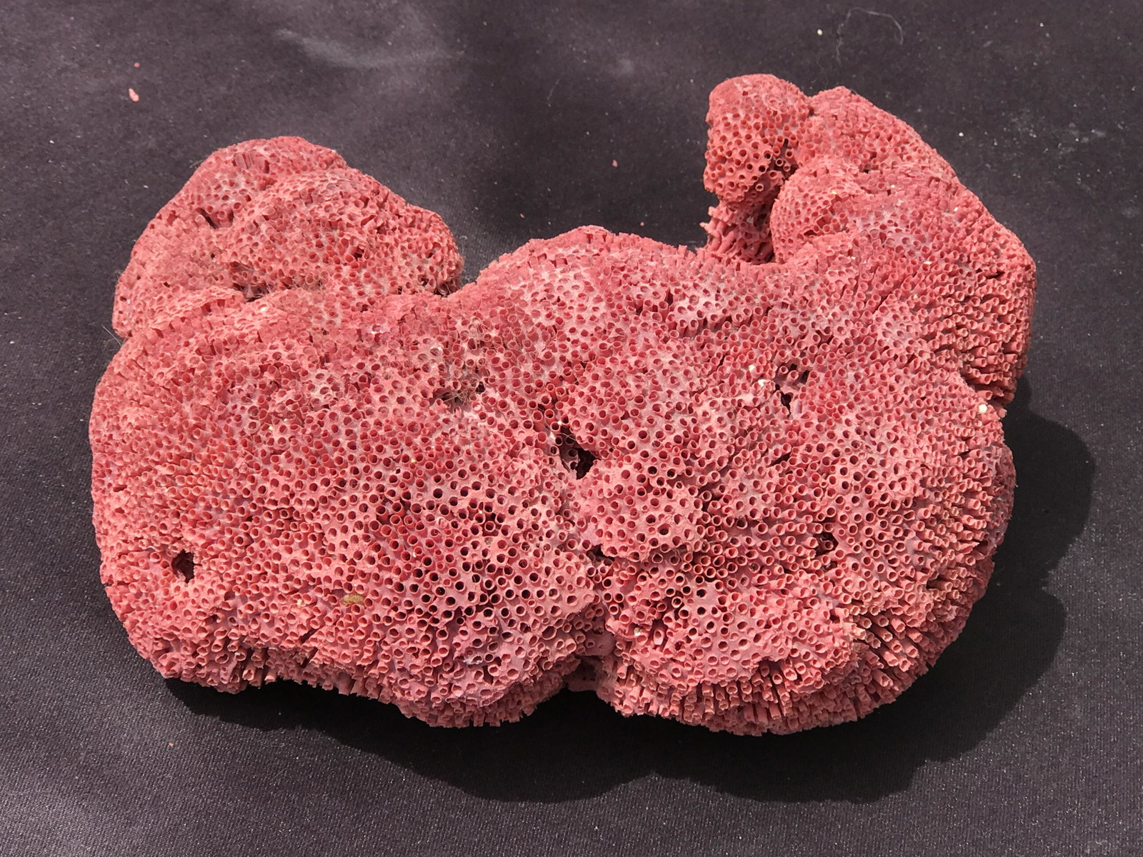 Coral, Ocean, Beach, Natural, Decor, Collectible, Specimen: Pipe Organ Coral 1lb