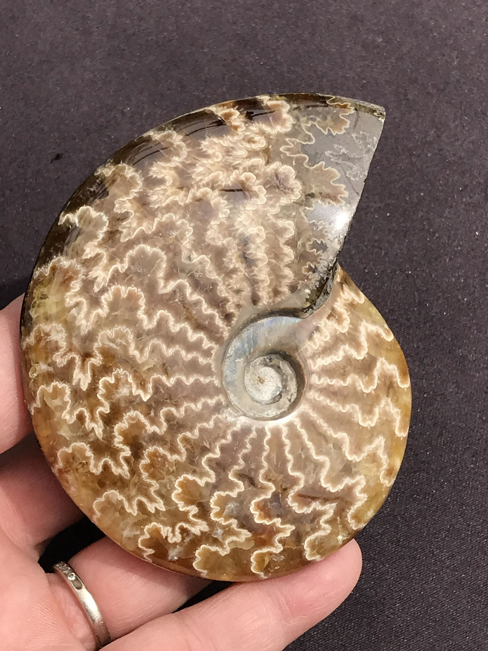 Ammonite, Fossil, Rock, Natural, Collectible, Specimen: Fossil Ammonite (Polished) Madagascar