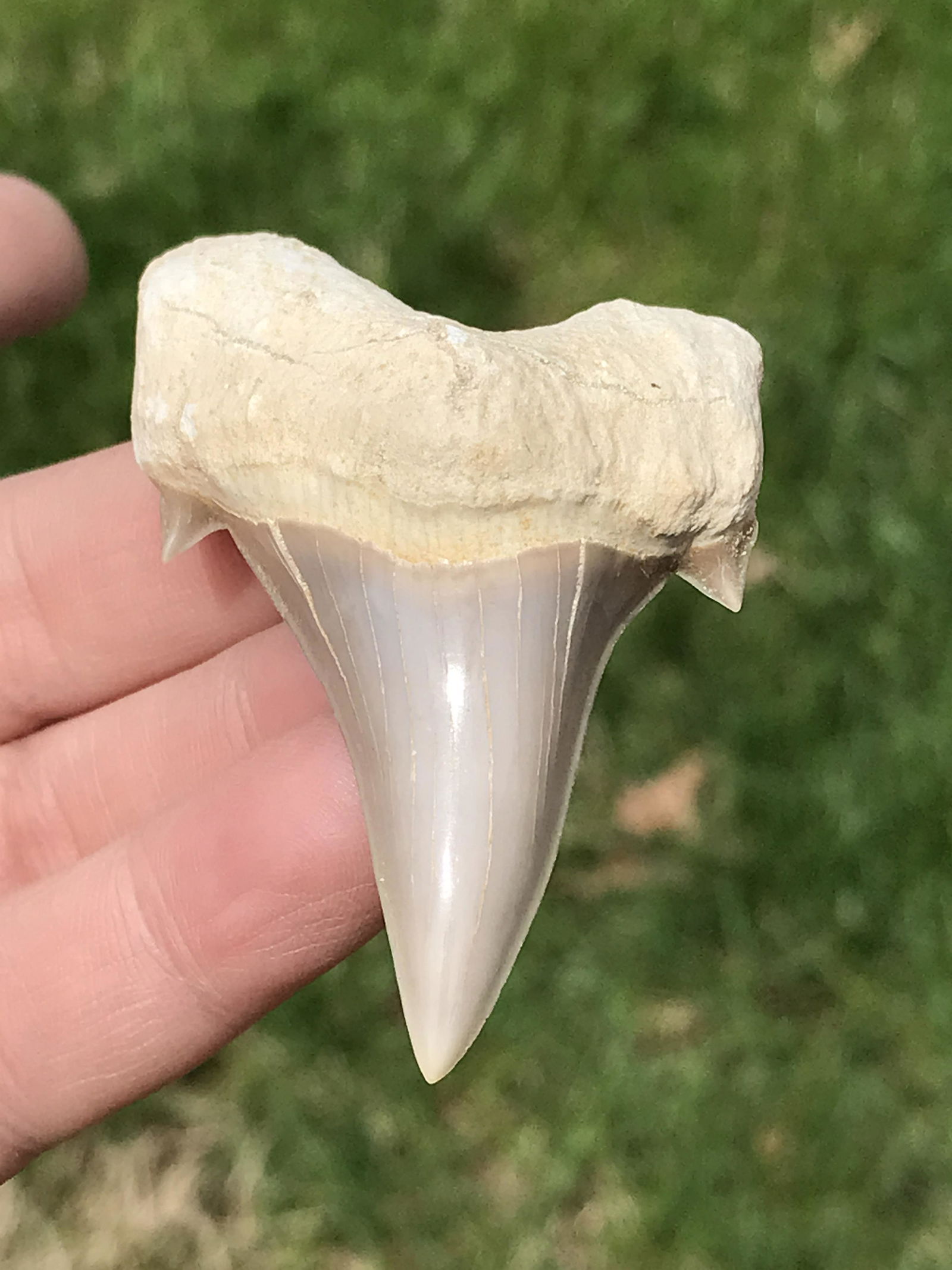 Shark, Fossil, Natural, Collectible, Specimen, Tooth: Fossil Shark Tooth Otodus obliques Morocco 2.4"