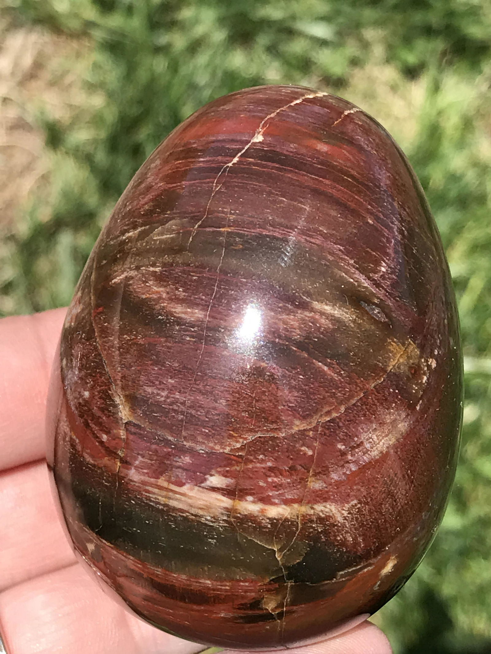 Petrified Wood, Fossil, Rock, Natural, Decor, Collectible, Egg: Petrified Wood Egg Madagascar