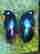 item-129076804=2